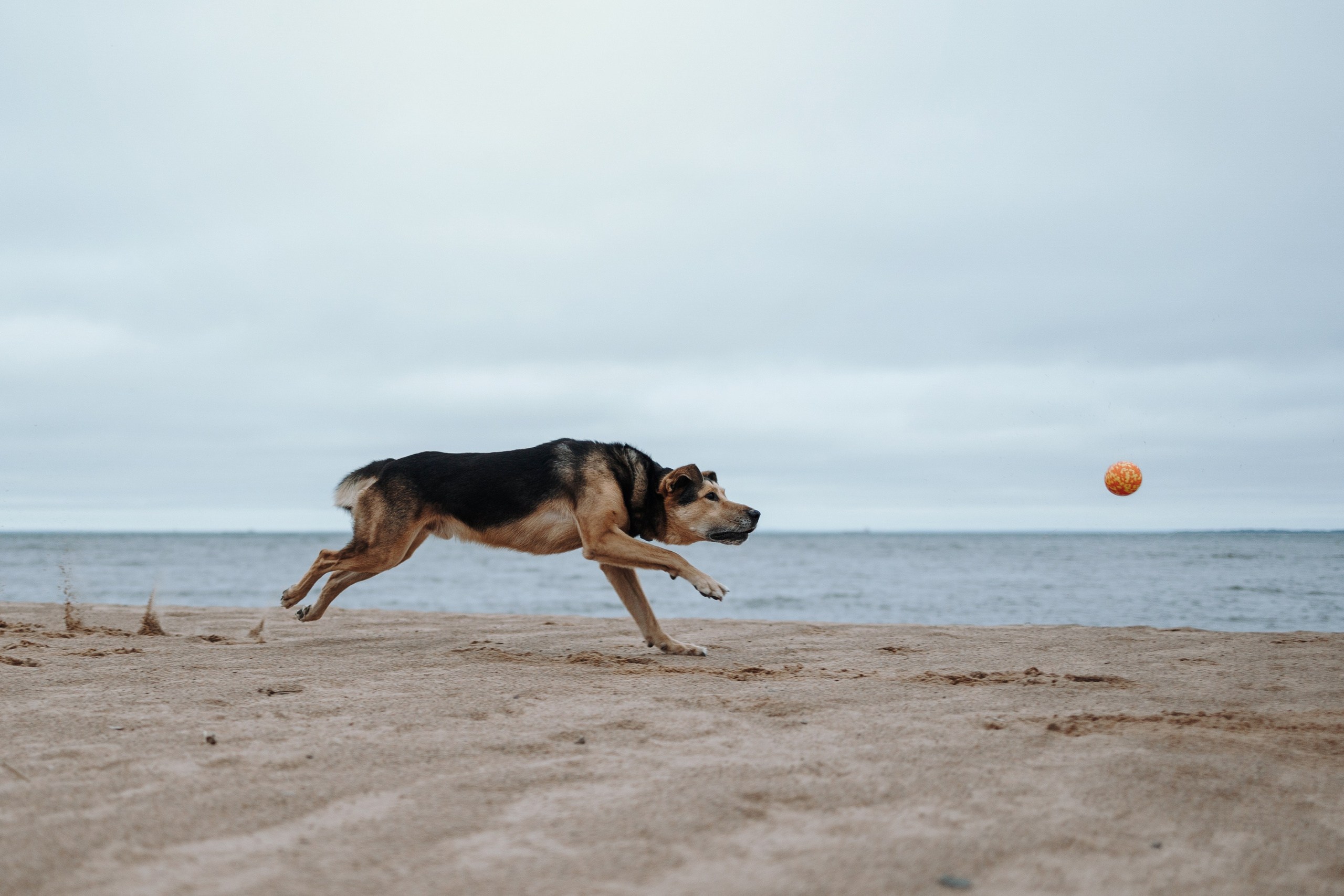 Наталья и Того. Фотограф — Анималист | Санкт-Петербург