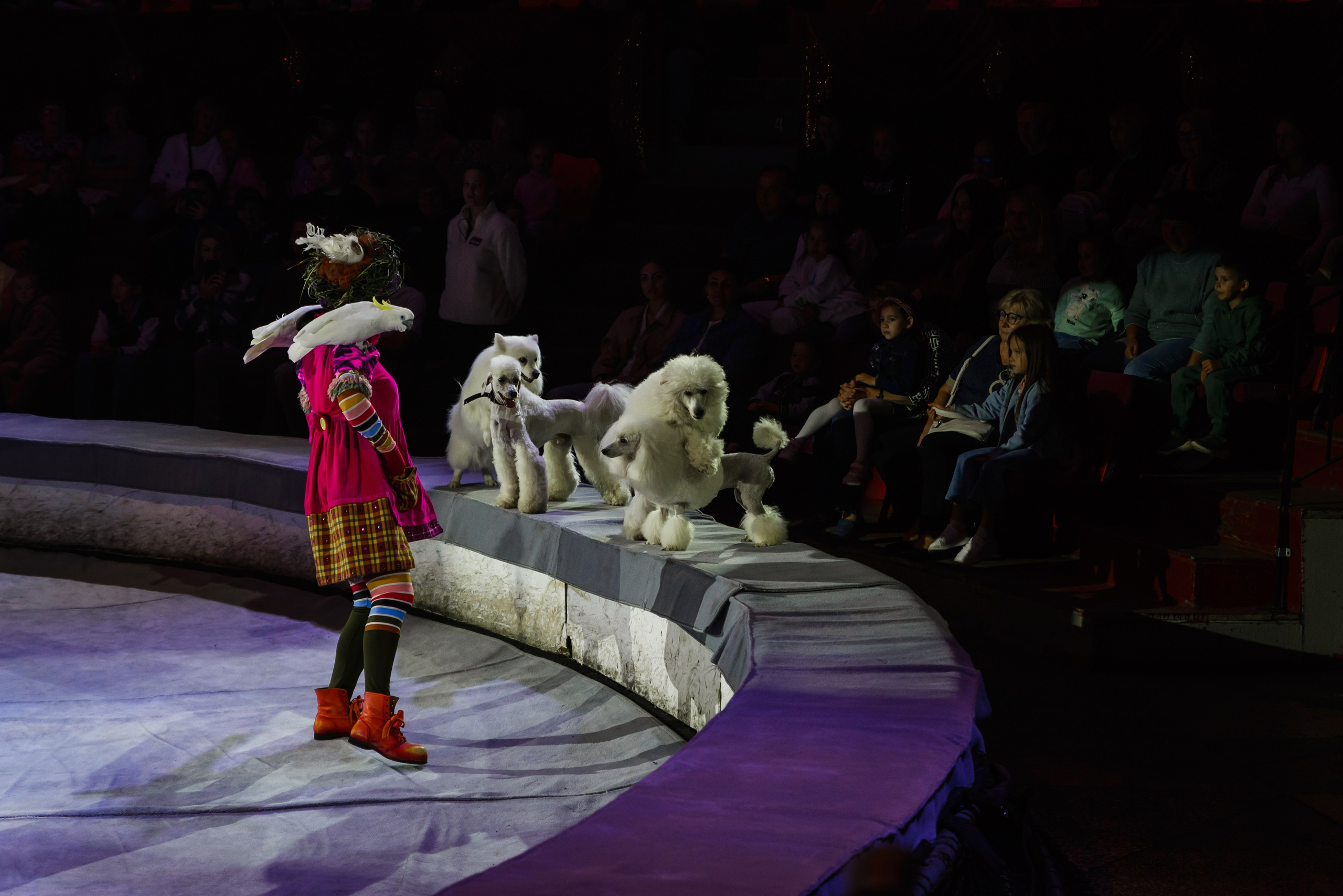 Пермский государственный цирк. Фотограф в Ханты-Мансийске Евгений Жуланов