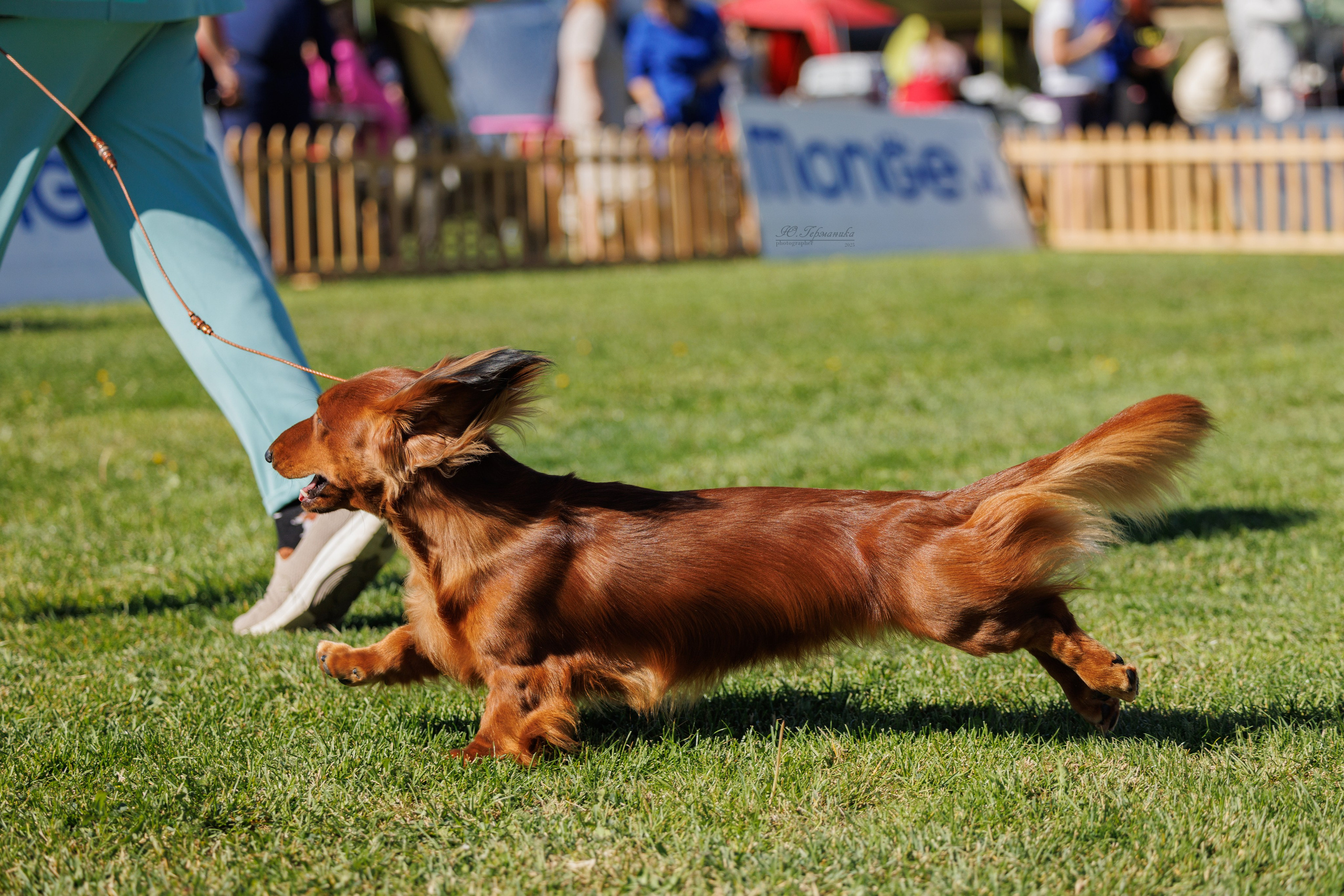 Ереван 14-16.10.2025. Фотограф-анималист Юлия Германика