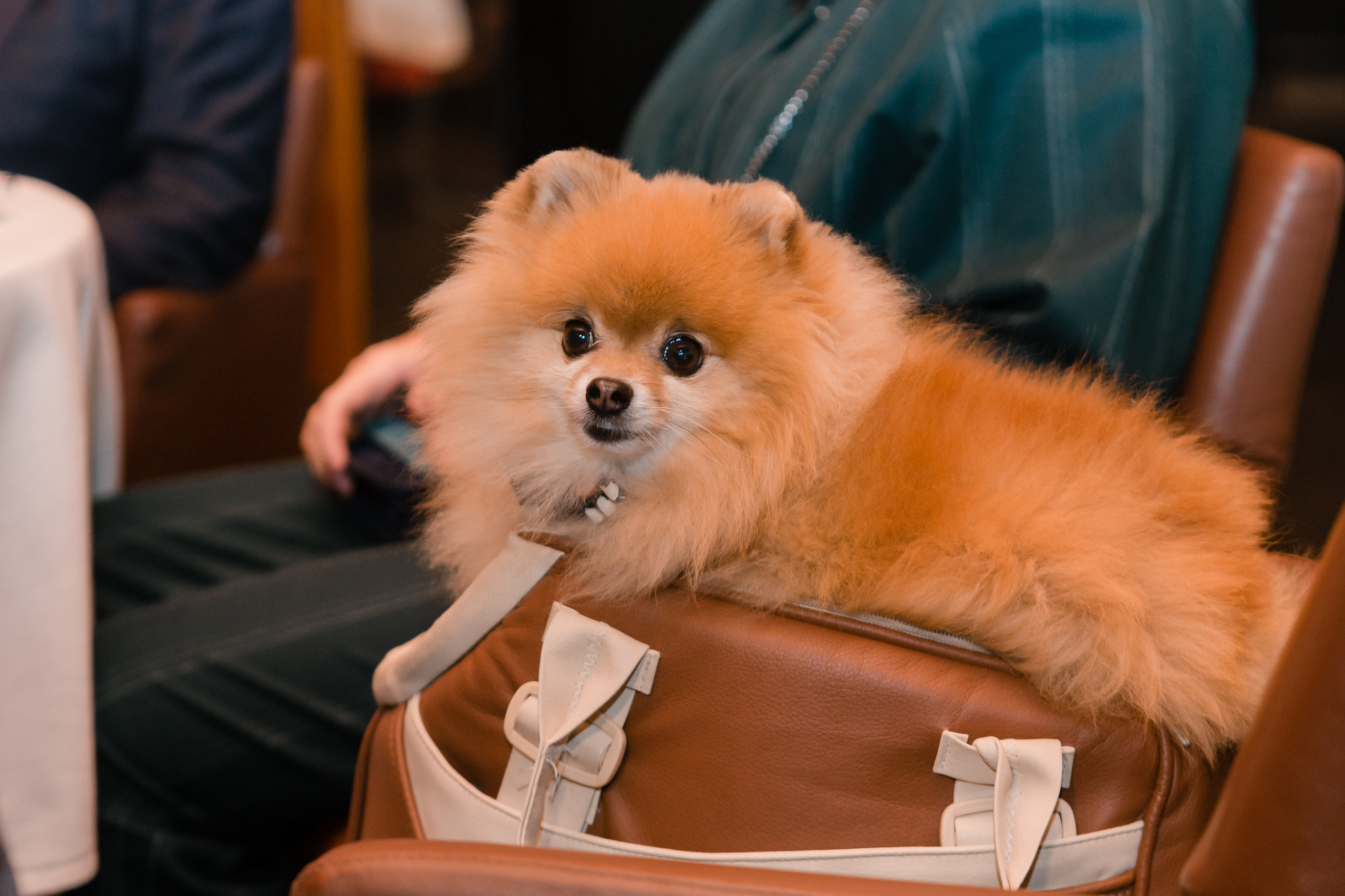 Иван и Дарья. Барвиха Luxury Village. Видеосъемка свадеб. Видеооператор на свадьбу в Москве