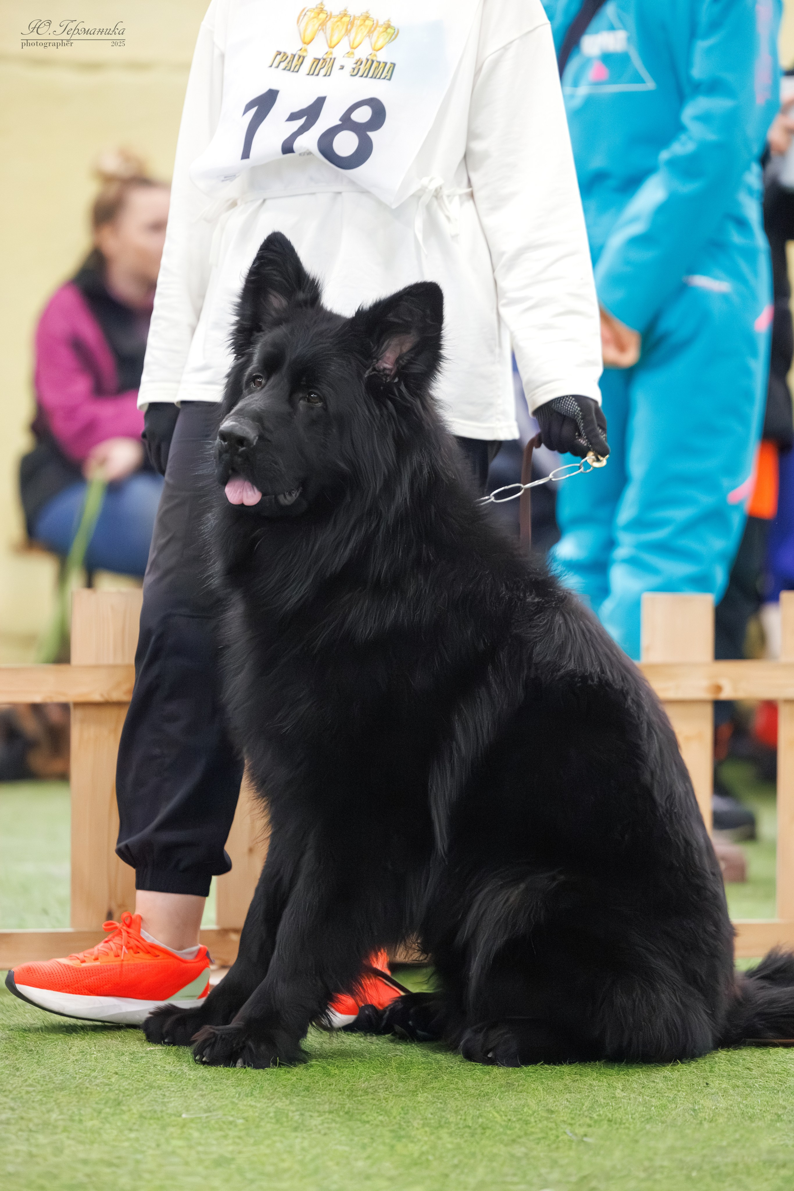 Гран-При 8.02.2025 и Крокус 09.02.2025. Фотограф-анималист Юлия Германика