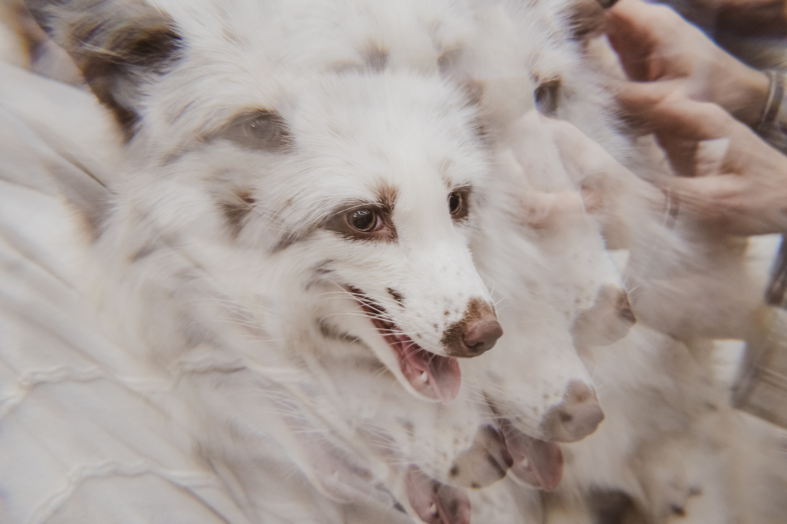 Fox Family fest. Репортажный фотограф Анастасия Рубцова