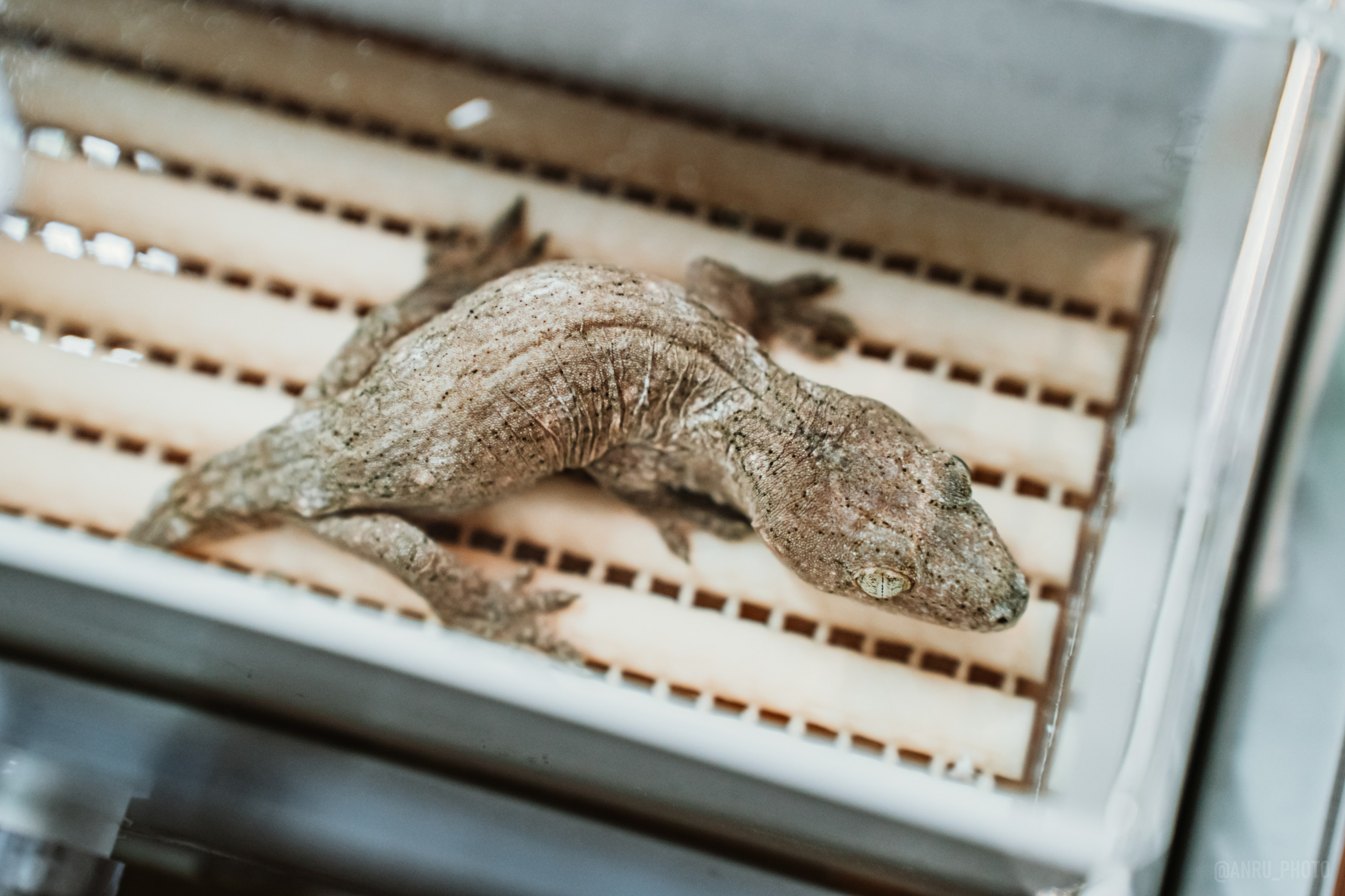 Рептилиум. Репортажный фотограф Анастасия Рубцова