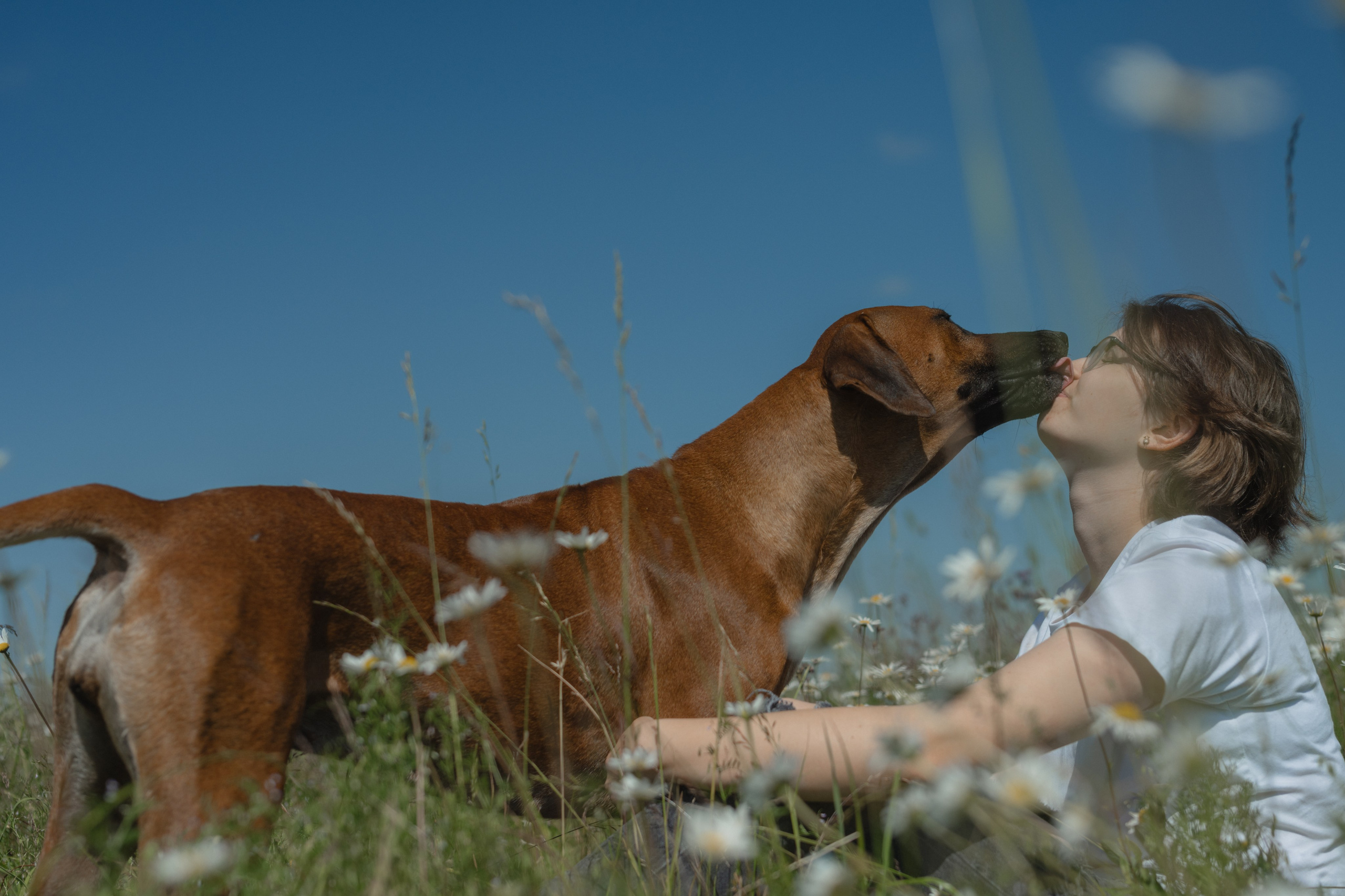 Белла ❤️. Семейный фотограф и анималист в Москве и Московской области