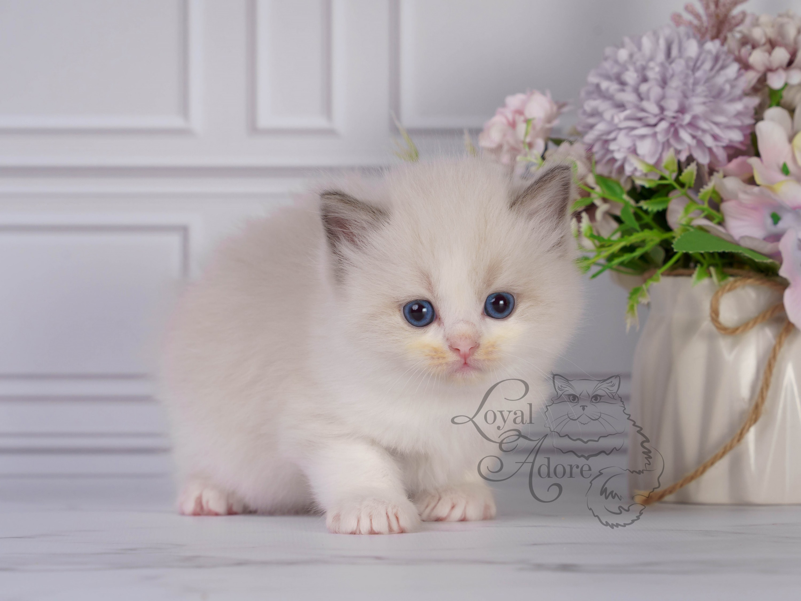 Котята рэгдолл от Loyal Adore. Питомник рэгдолл Loyal Adore