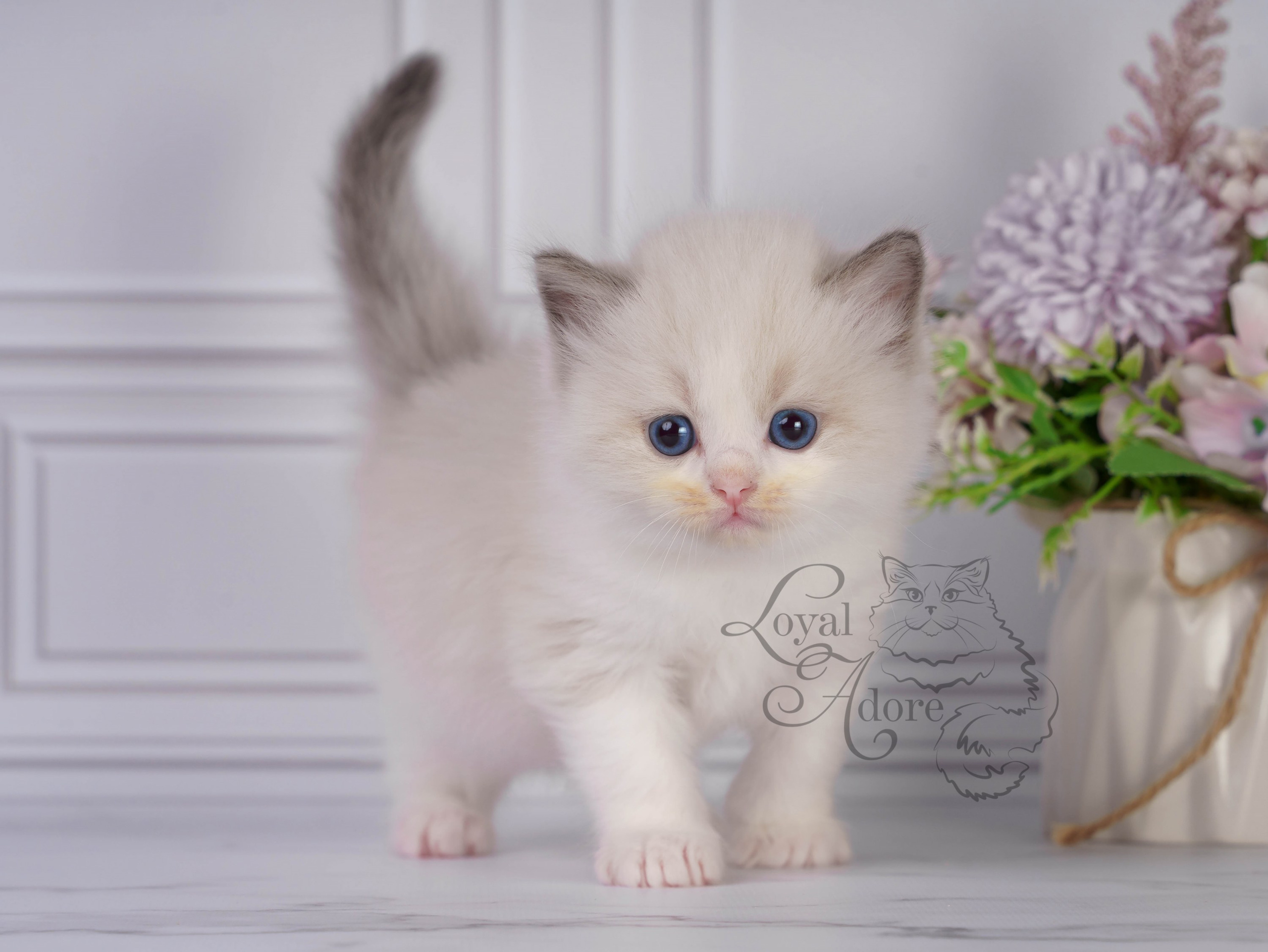 Котята рэгдолл от Loyal Adore. Питомник рэгдолл Loyal Adore