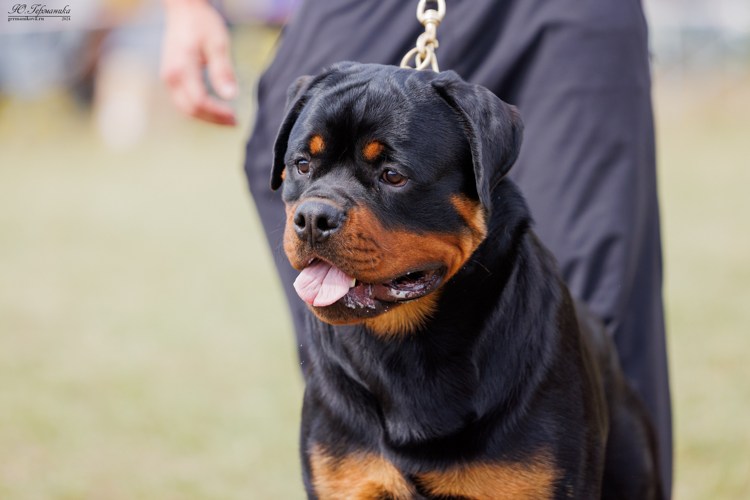 ПК и КЧК ротвейлеры Тверь 6-7.07.2024. Фотограф-анималист Юлия Германика