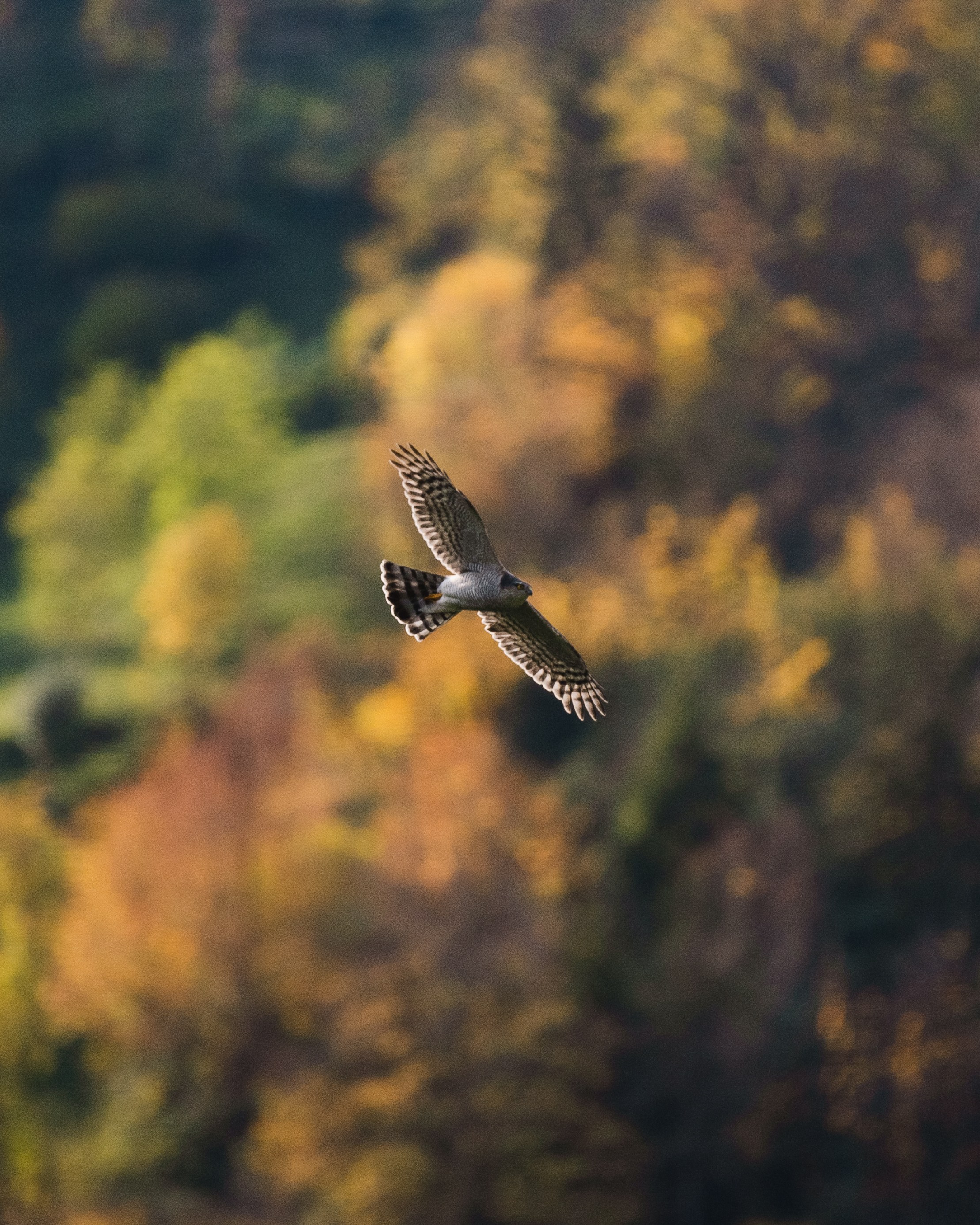 Turkey. Photographer in Tokyo Anatolii Ozarto