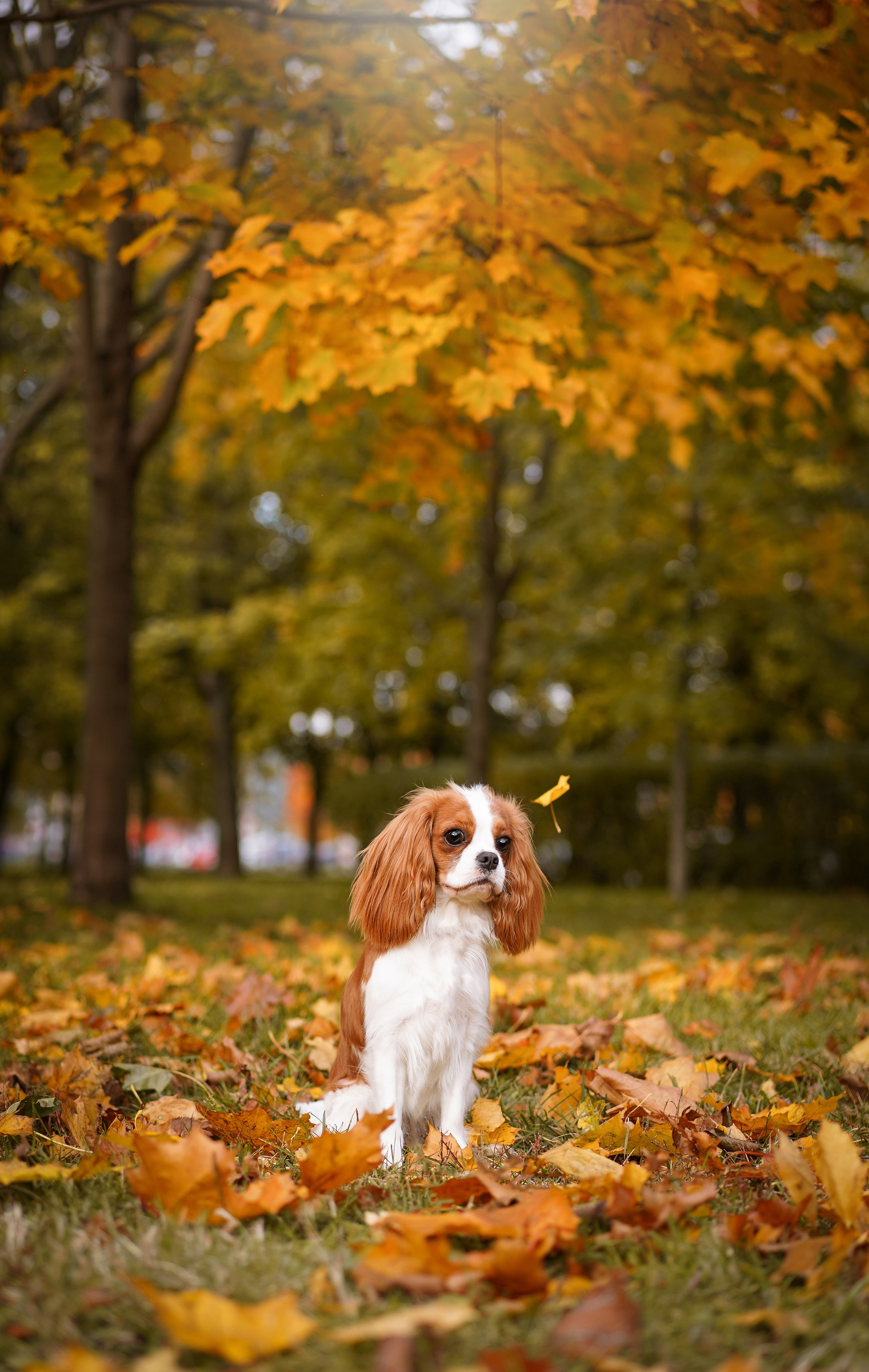 Катя Валера Саша и кавалерчики. Фотограф-анималист в Санкт-Петербурге Яна Мартынова