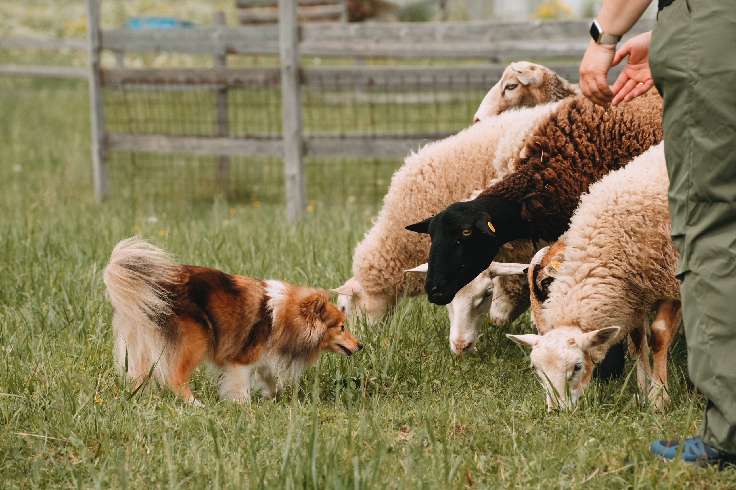 Состязания по пастушьей службе 1-2.06.24, Заостровье. Фотограф-анималист Анастасия Большакова