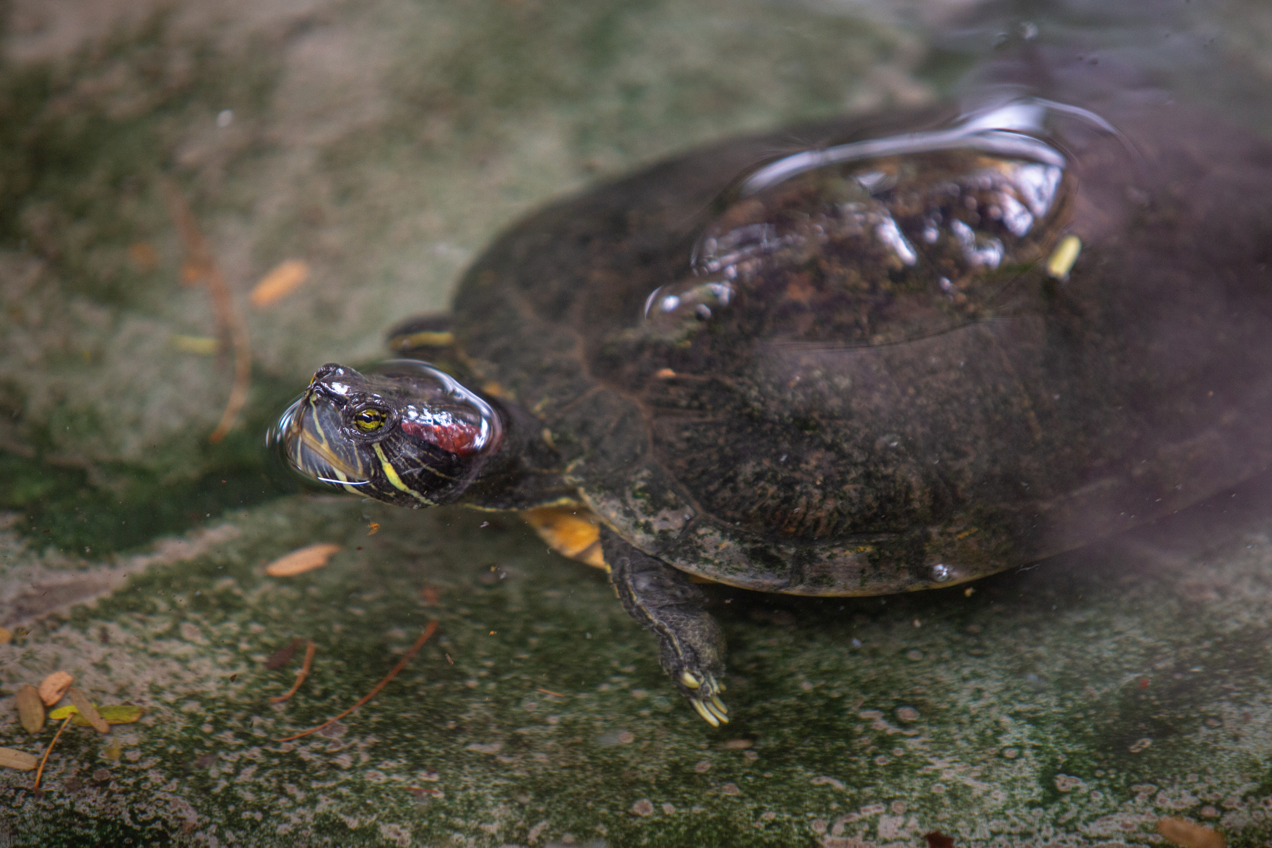 Samut Prakan Crocodile Farm & Zoo. Photographer Sonkina Tatiana (Tanya Ash)