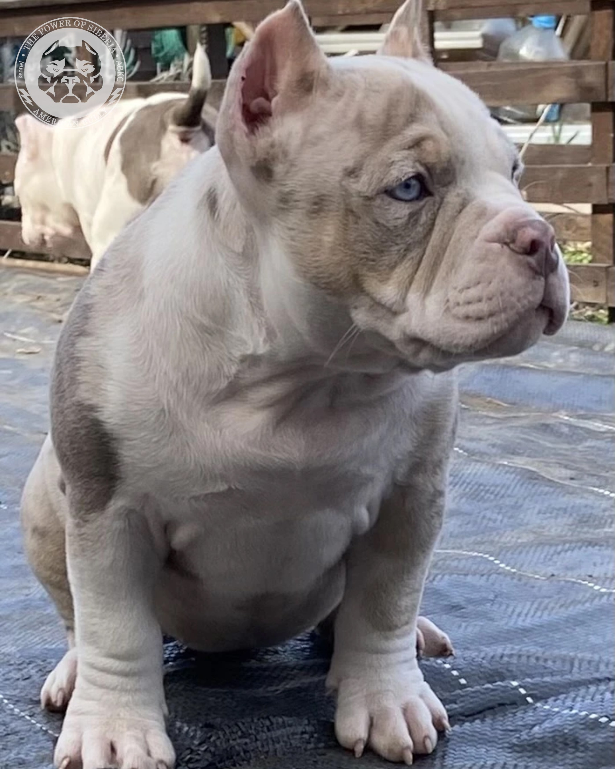 Свободные щенки Американский Булли, в типах покет, классик, стандарт. Американский Булли в г. Ростов-на-Дону. Питомник THE POWER OF SIBERIA