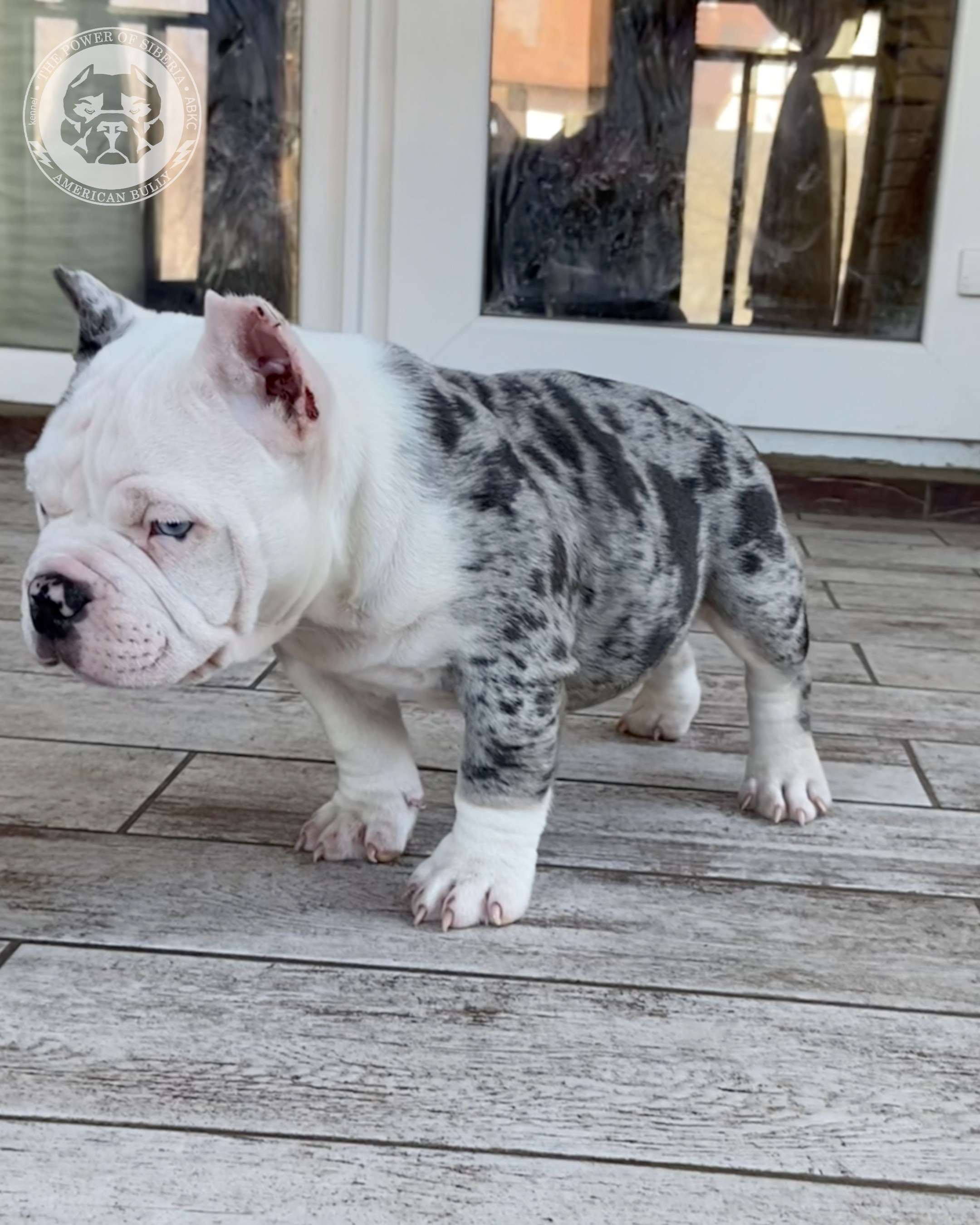 Свободные щенки Американский Булли, в типах покет, классик, стандарт. Американский Булли в г. Ростов-на-Дону. Питомник THE POWER OF SIBERIA