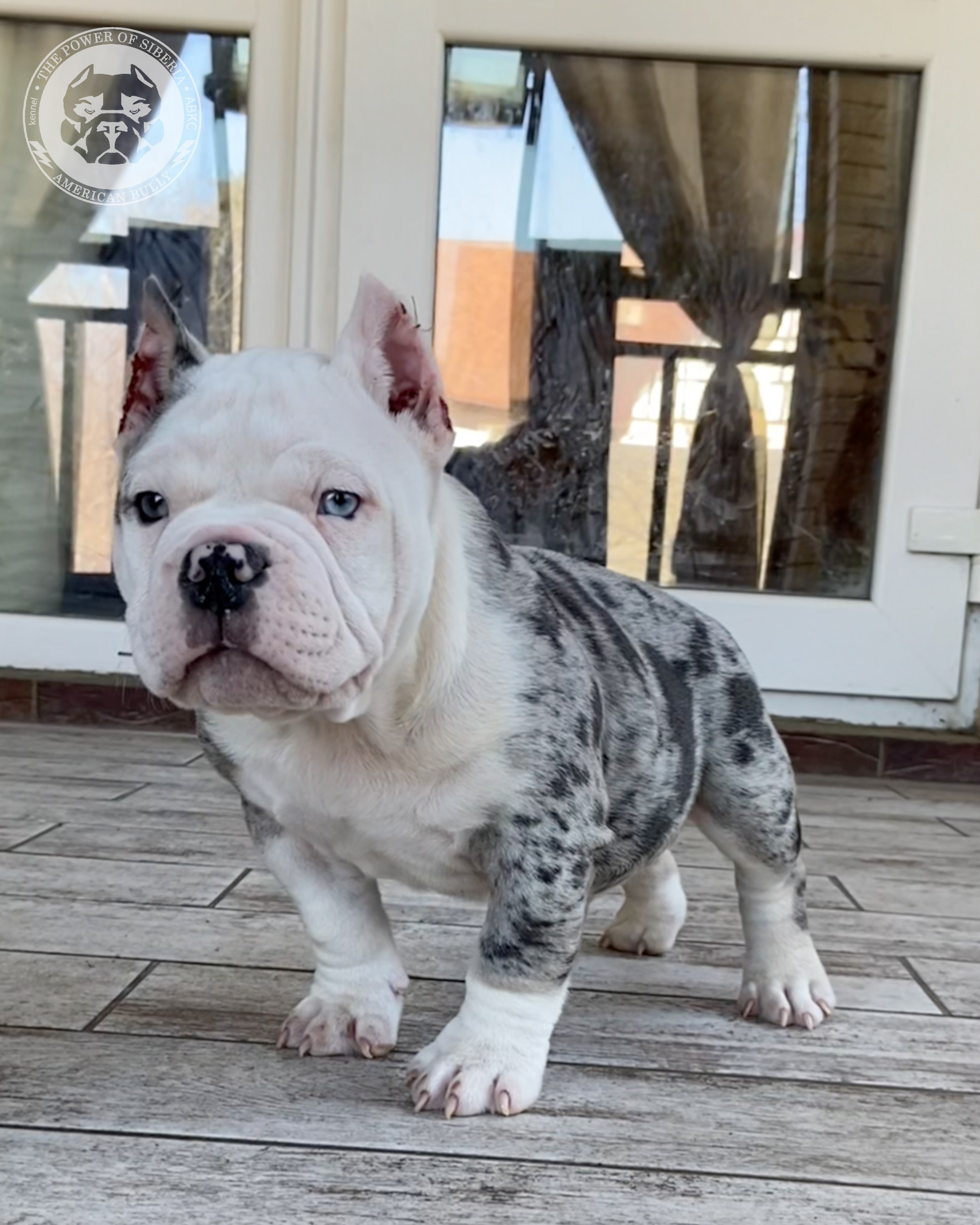 Свободные щенки Американский Булли покет. Американский Булли в г. Ростов-на-Дону. Питомник THE POWER OF SIBERIA