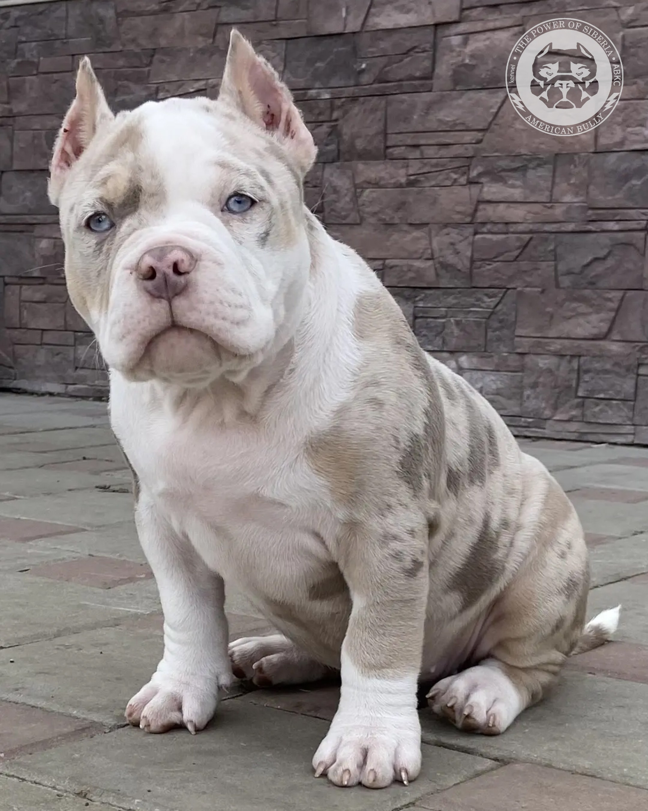 Свободные щенки Американский Булли, в типах покет, классик, стандарт. Американский Булли в г. Ростов-на-Дону. Питомник THE POWER OF SIBERIA