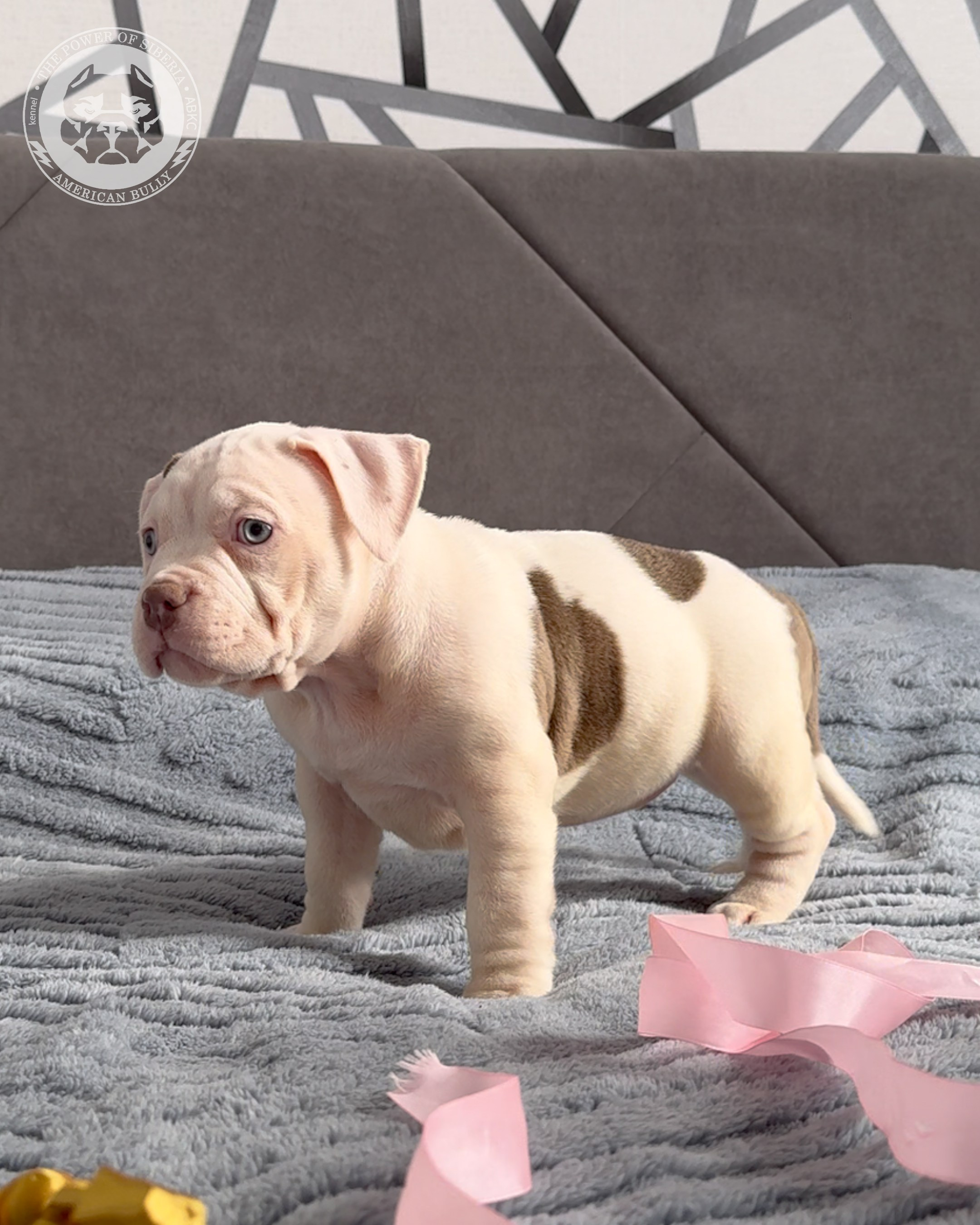 Свободные щенки Американский Булли, в типах покет, классик, стандарт. Американский Булли в г. Ростов-на-Дону. Питомник THE POWER OF SIBERIA