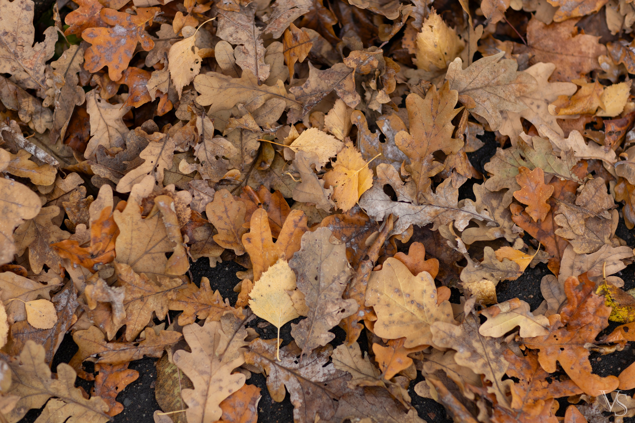 Фотографии растений Виктор Степанов. Фотограф Виктор Степанов