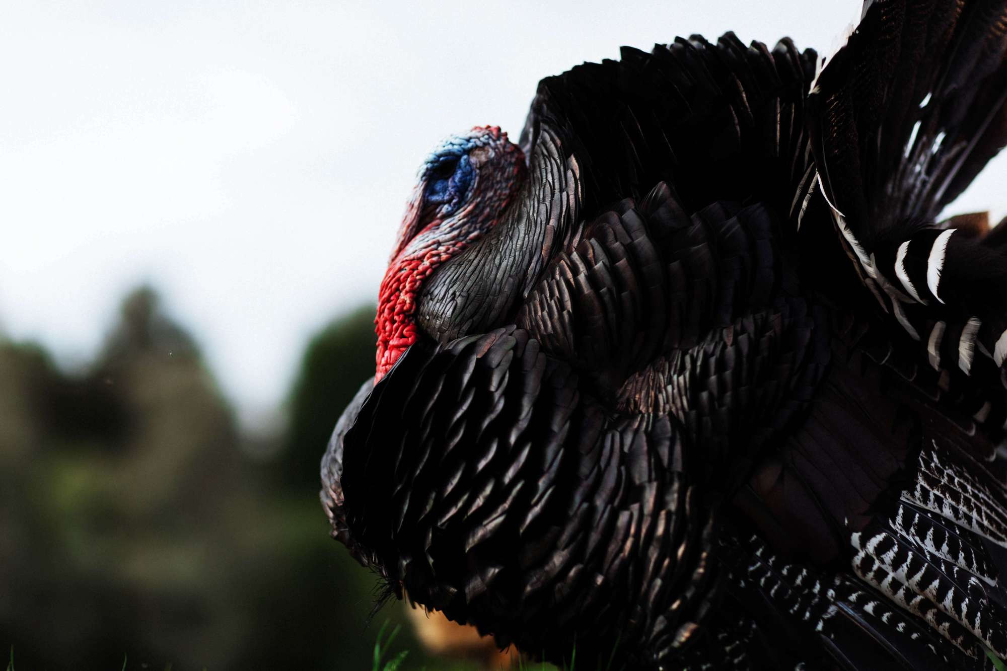 Алина и Александр. Лиза Каражова