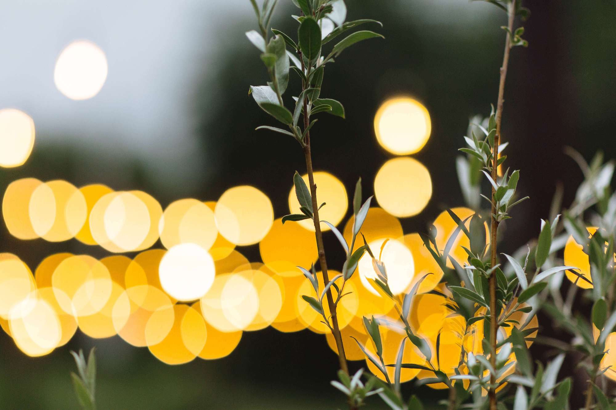 Яна и Егор. Лиза Каражова