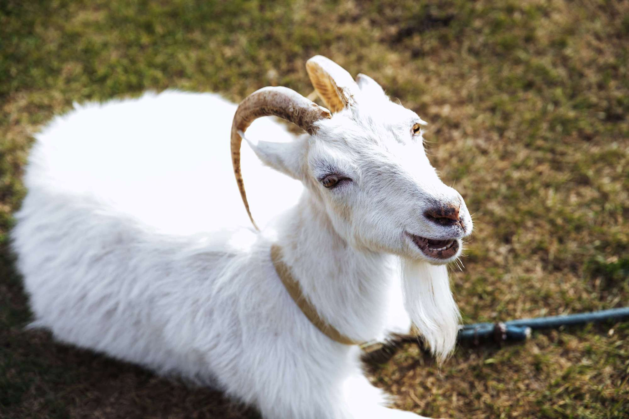 Настя и Вадим. Лиза Каражова