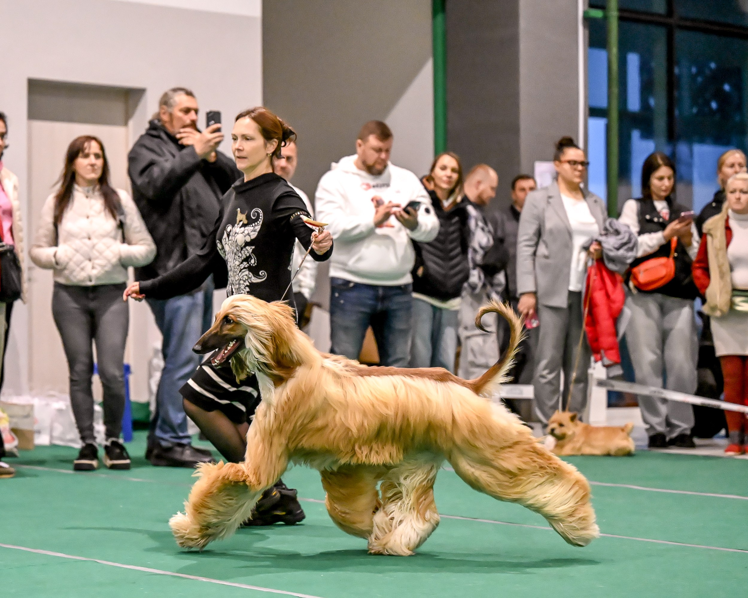 19.10 МКС и Элита. Галерея фотографий афганской борзой