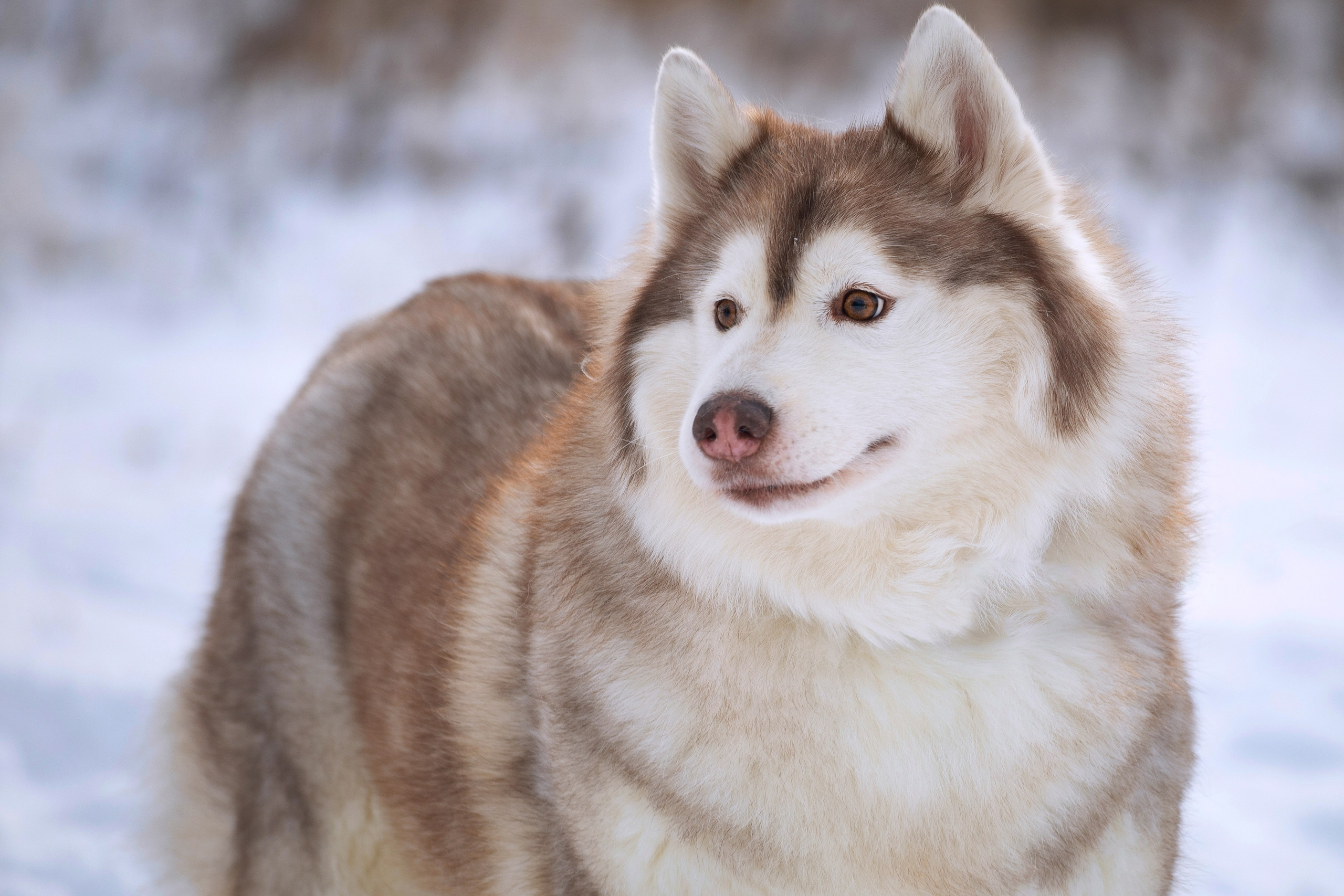 Собаки на улице. Slavilada-Лапки. Свет. Любовь… Профессиональная фотосессия питомцев Для памяти, пристройства и продажи. Хабаровск