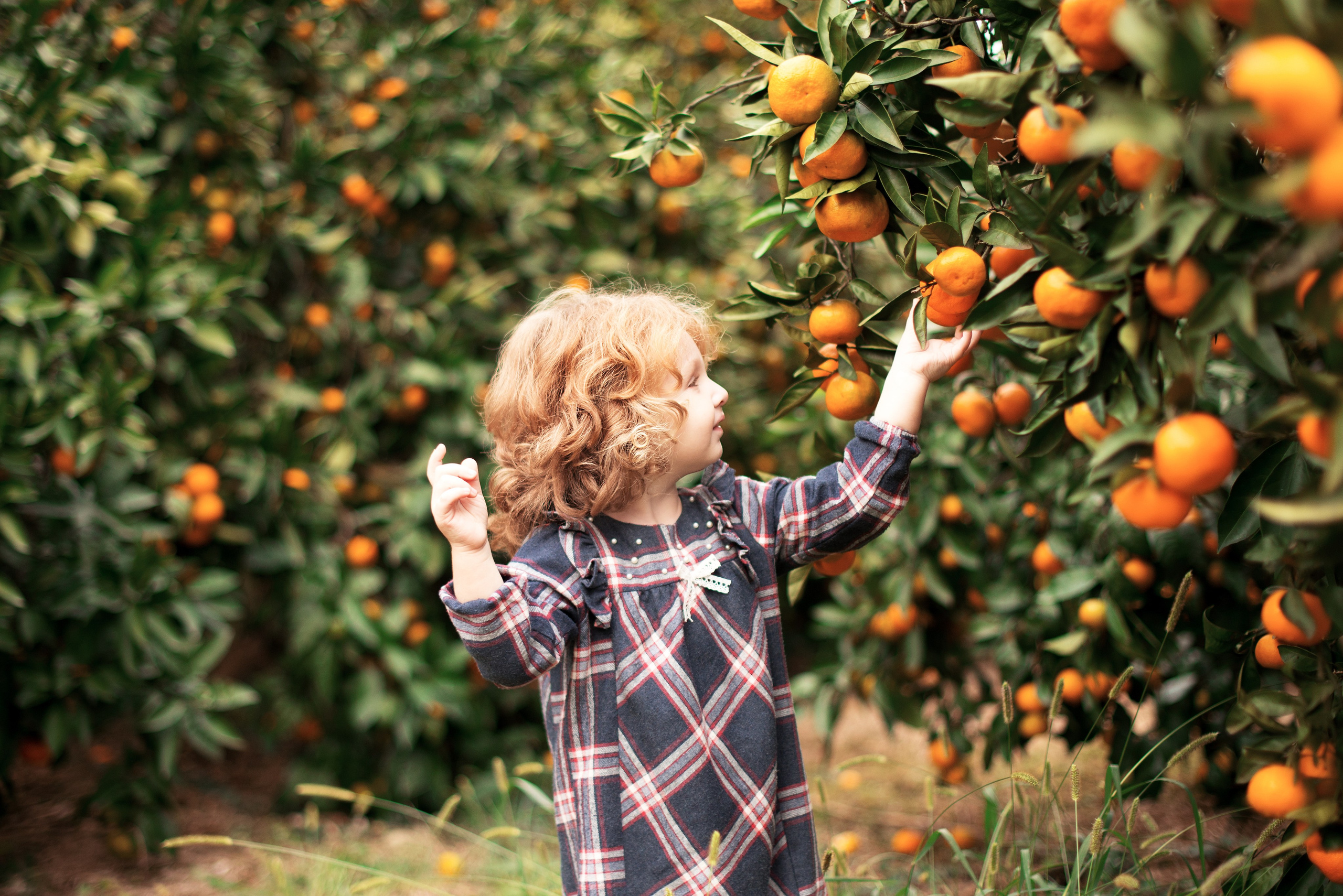 Мандарины. Детский и семейный фотограф в Абхазии