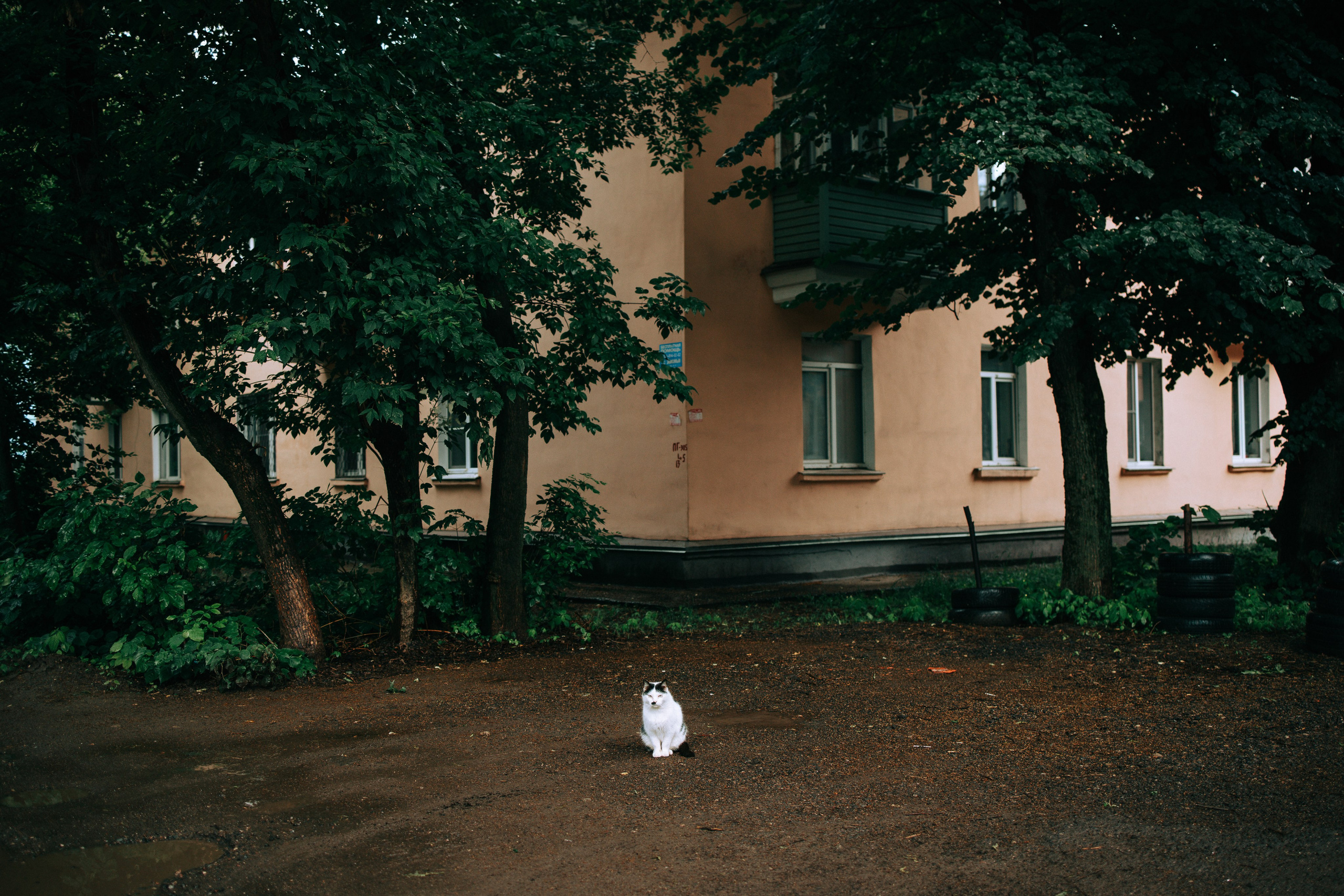 Дождливое лето. Свадебный и семейный фотограф в Туле и области Маша Костина