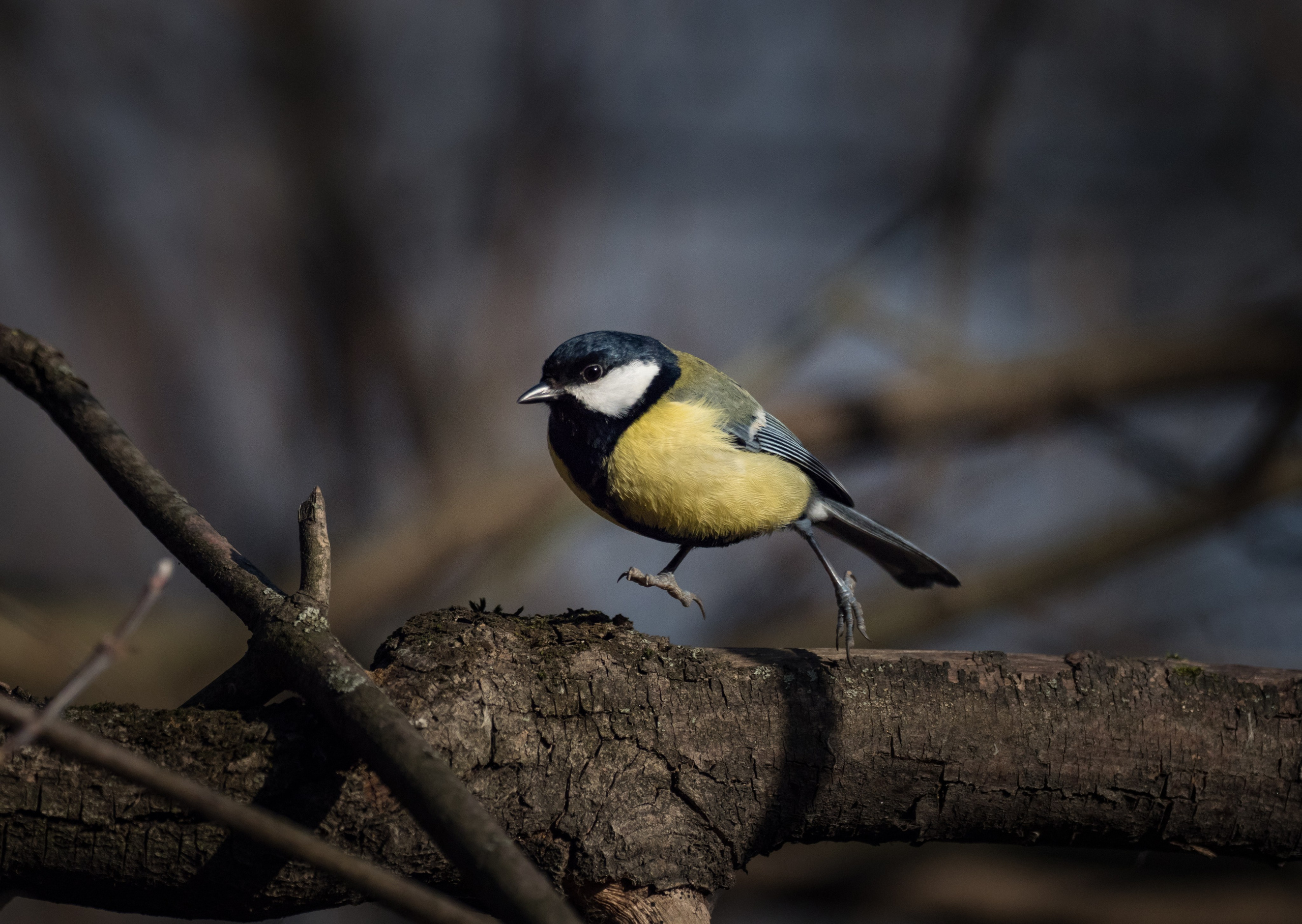 Птицы и животные. Oles Paritskiy