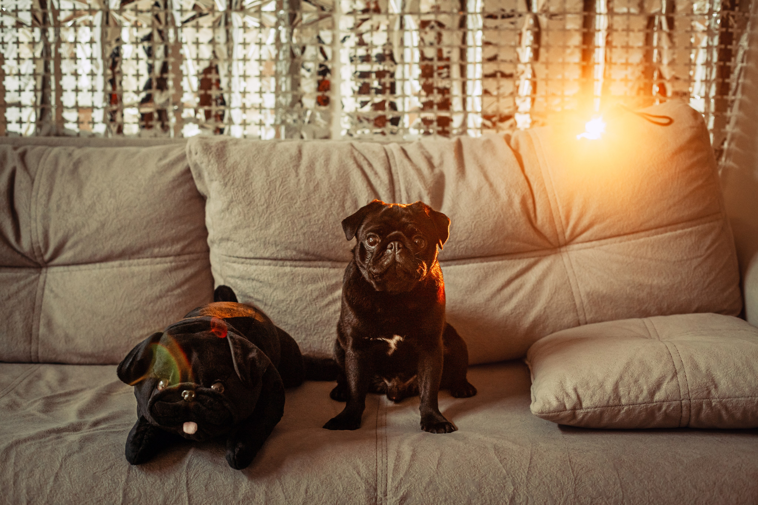 Оля, Харви, Луис. Фотограф-анималист Татьяна Степанова