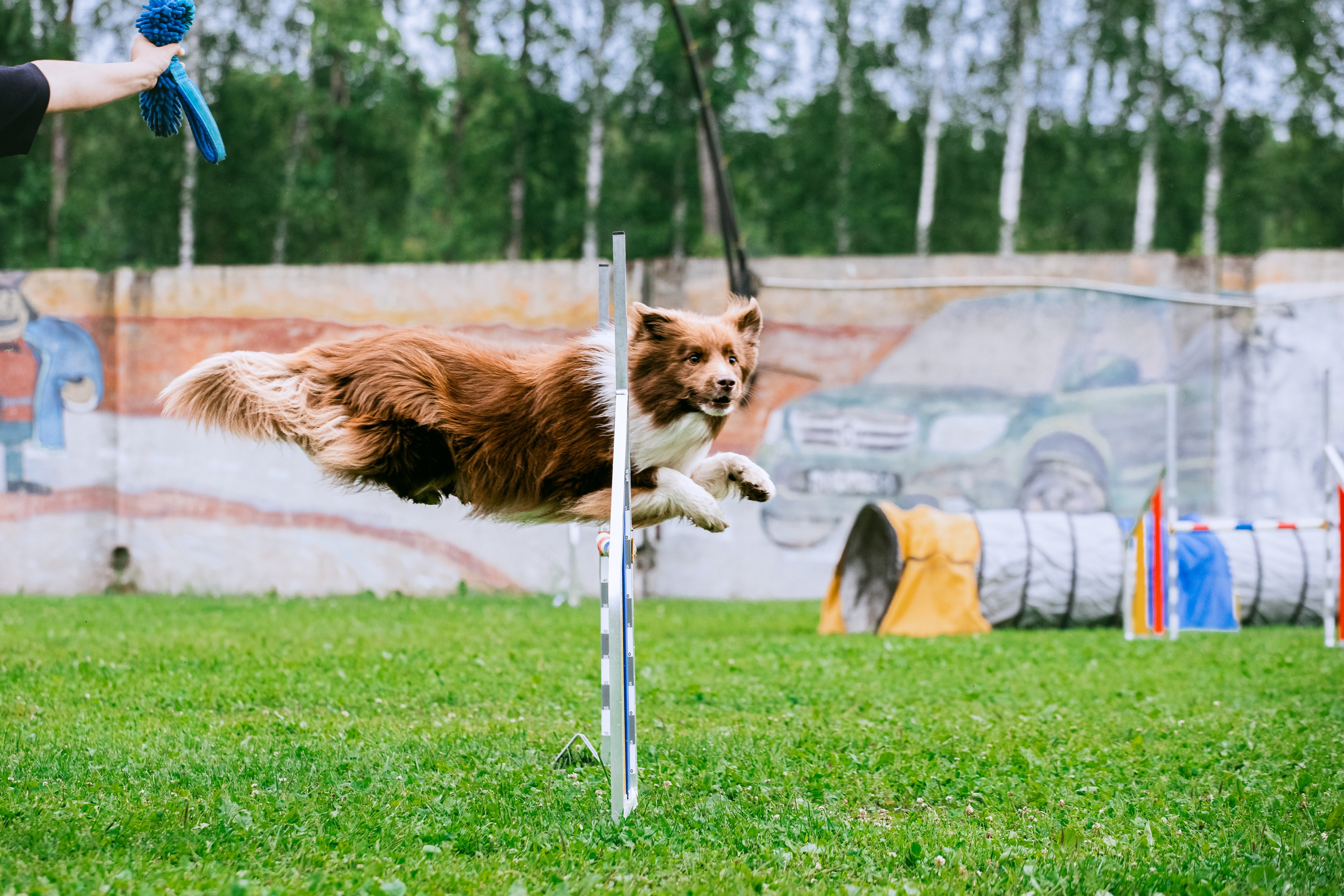 Соревнования по аджилити Долгопрудный 30.06.2025. Фотограф-анималист Татьяна Степанова