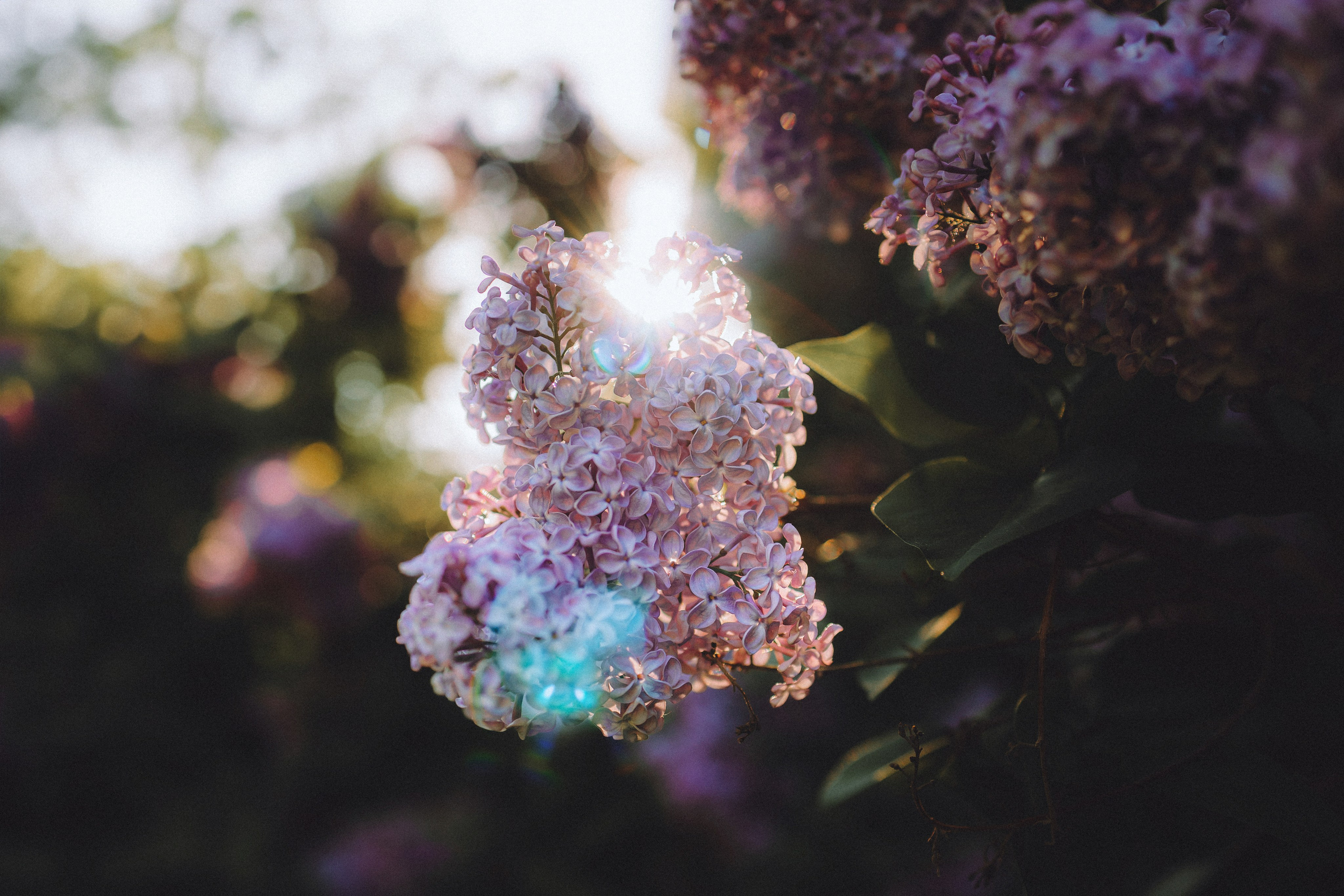 Марья и Буба