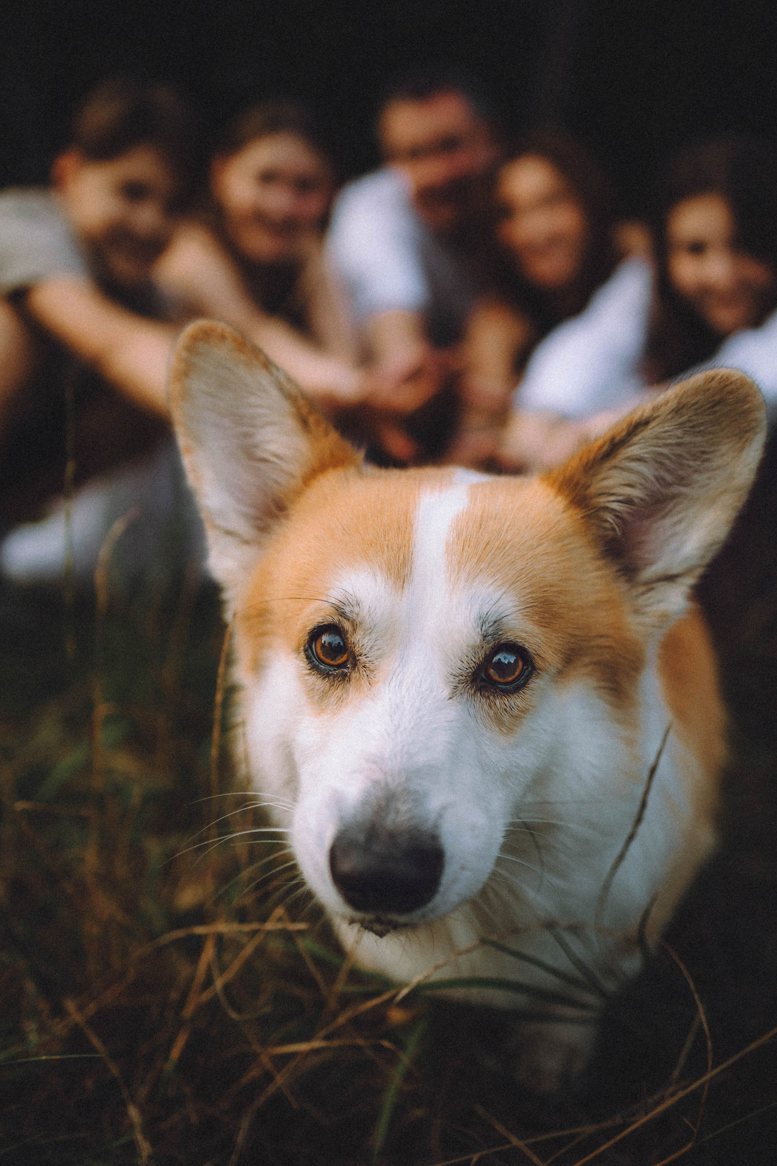 Арчи и его семья