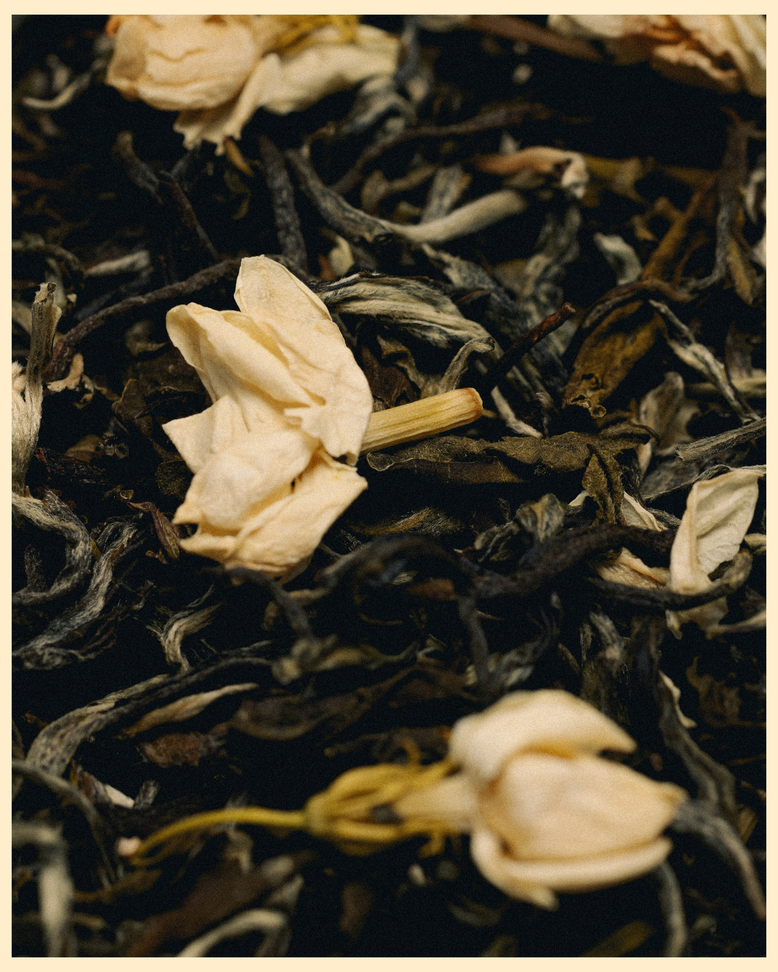 CHA X VANO. Ivan Petrov photographer