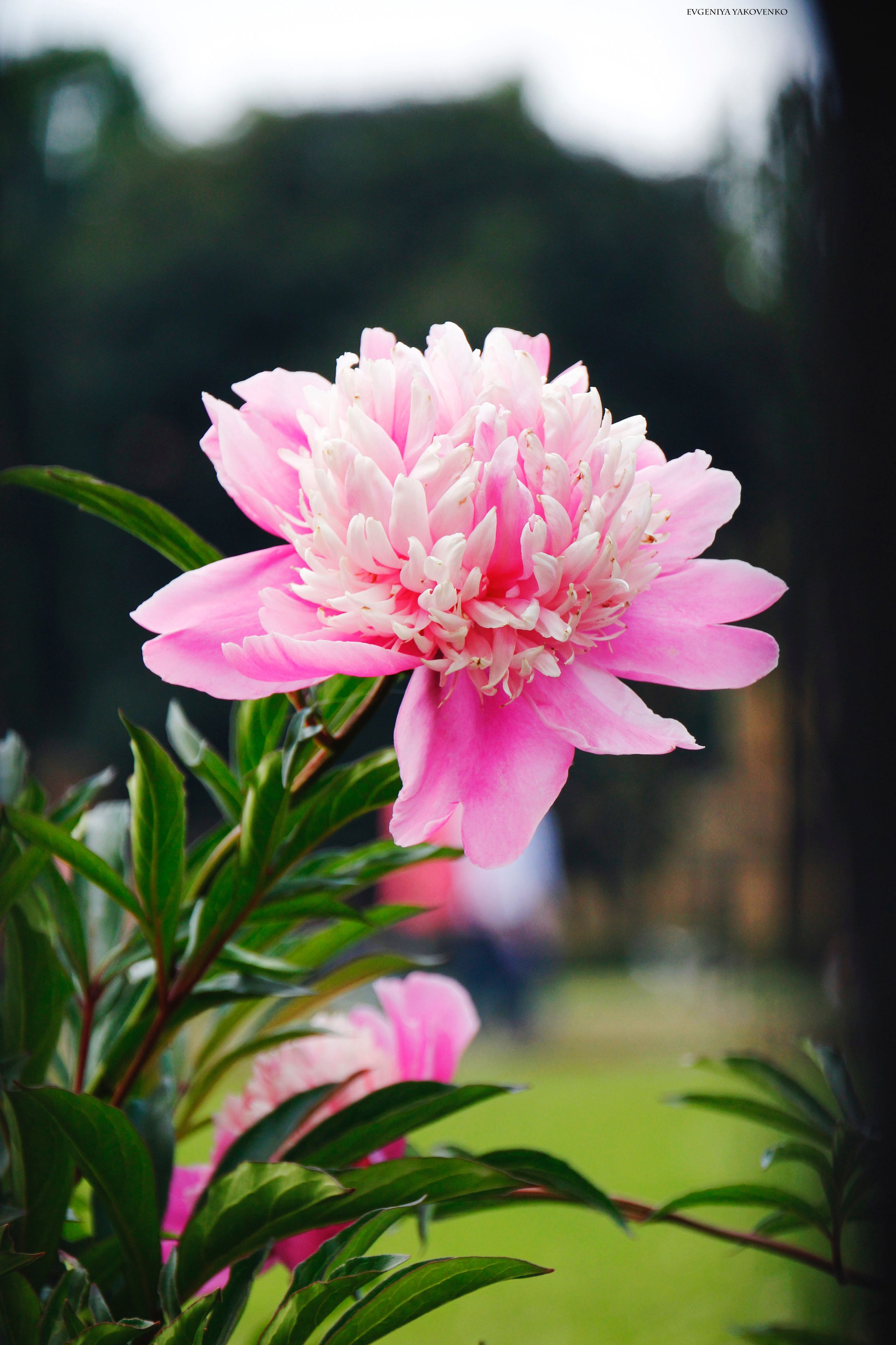 Питер, 2017. Портретный фотограф в Москве Евгения Яковенко