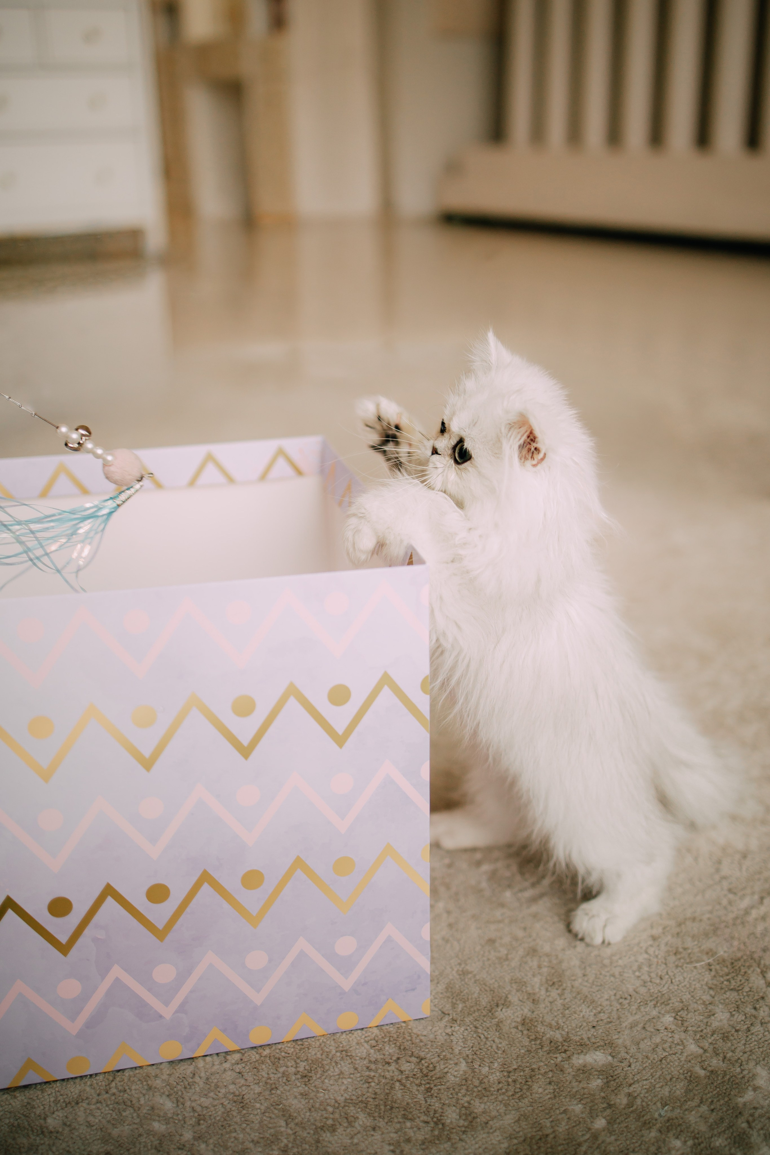 Султан, Мэй Мэй и Шанталь и их семья