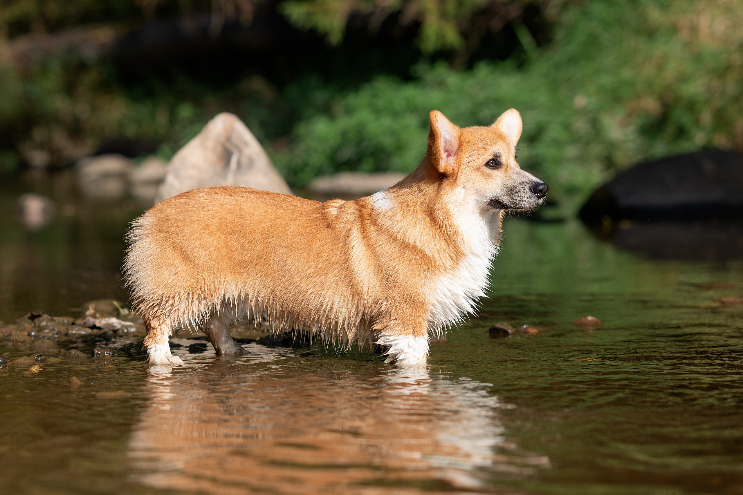 Заводчик Ольга Кушкина. Творческий фотограф Вологда