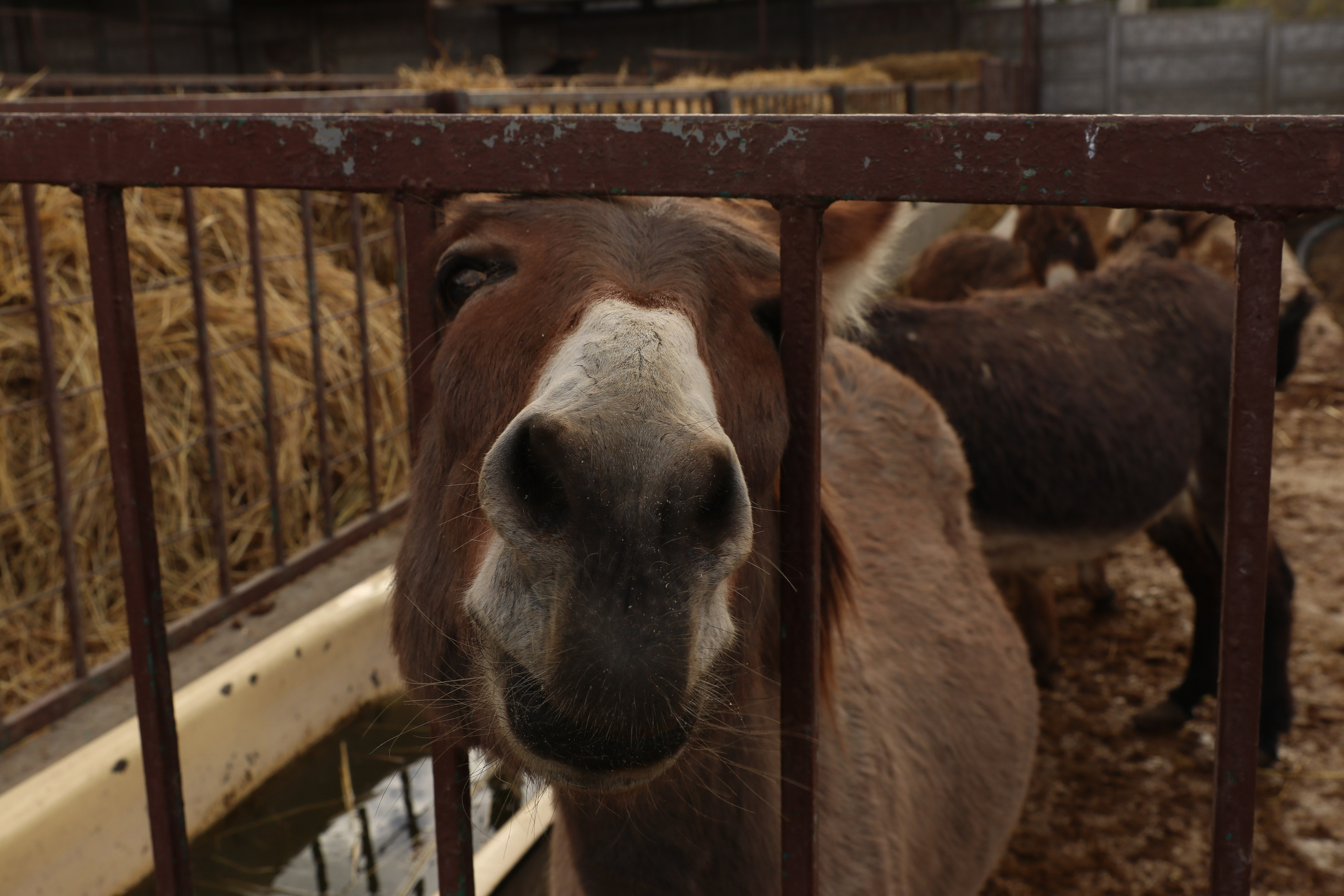 Крым. ЮБК (Гурзуф, Судак и их окрестности). Ноябрь 2023. Путешественник-фотограф из Санкт-Петербурга Татьяна Свистулина
