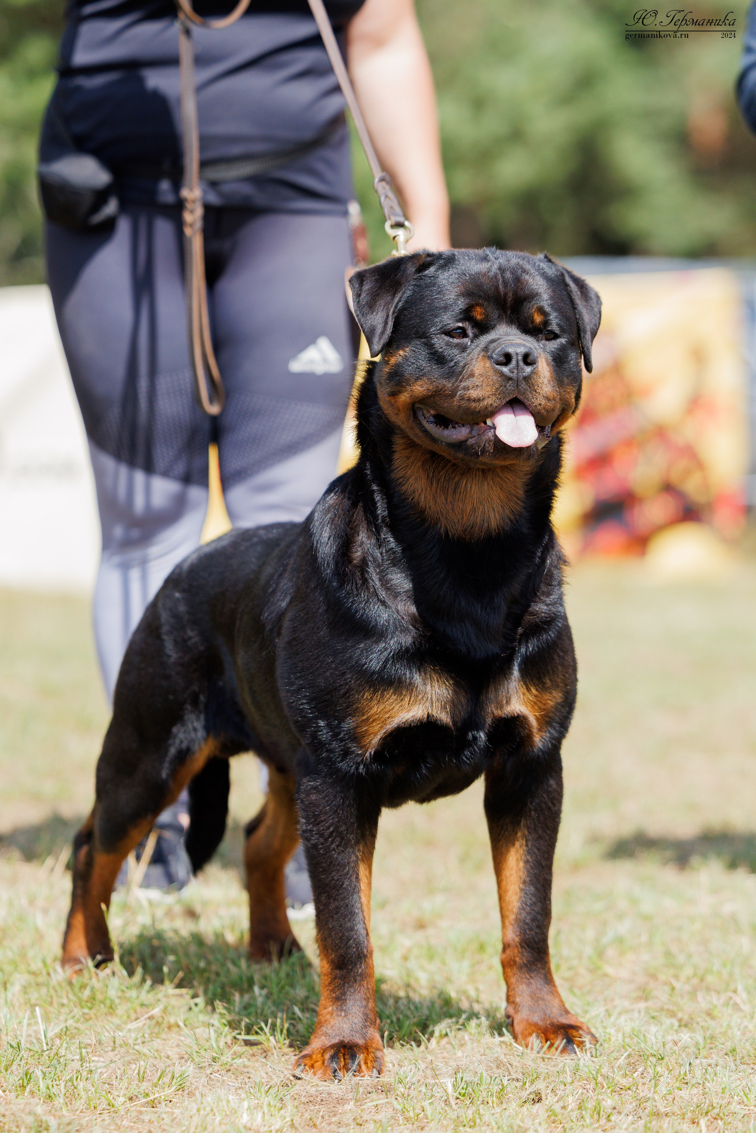 ПК и КЧК ротвейлеры Тверь 6-7.07.2024. Фотограф-анималист Юлия Германика