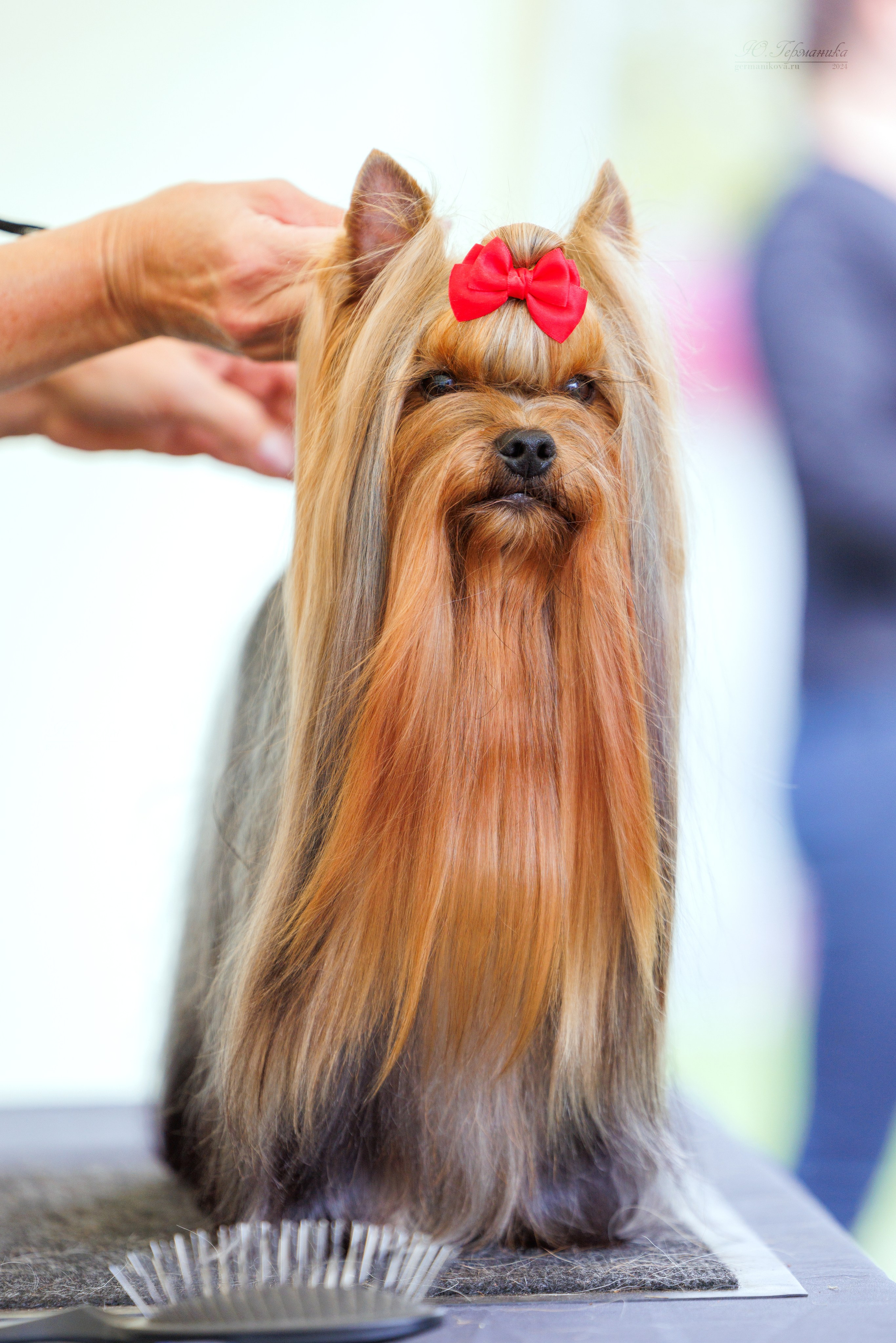 Астана 2хCACIB 17-18.08.2024. Фотограф-анималист Юлия Германика