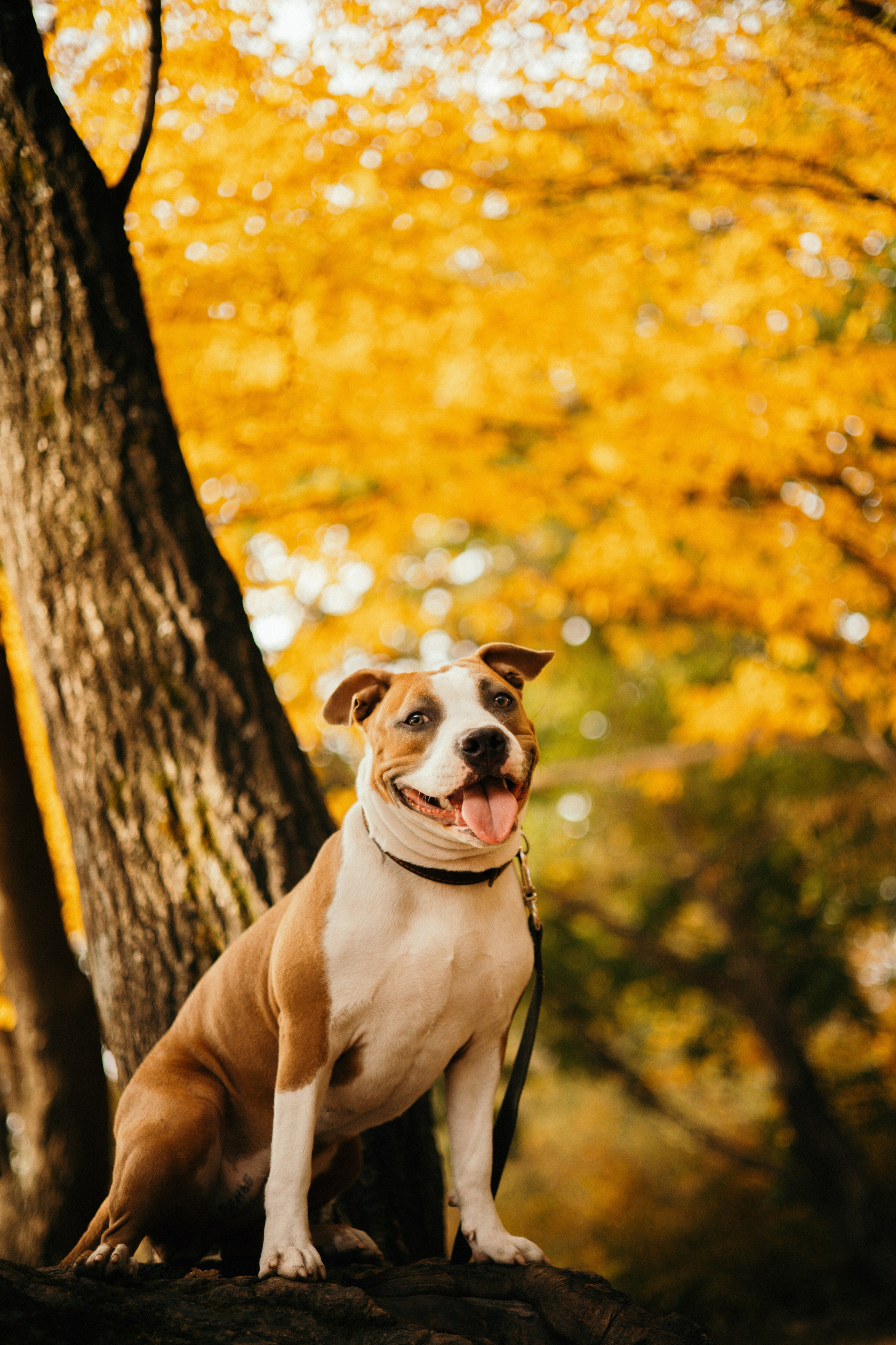 Лаффи и ее семья. Фотограф — анималист Владивосток, Алина