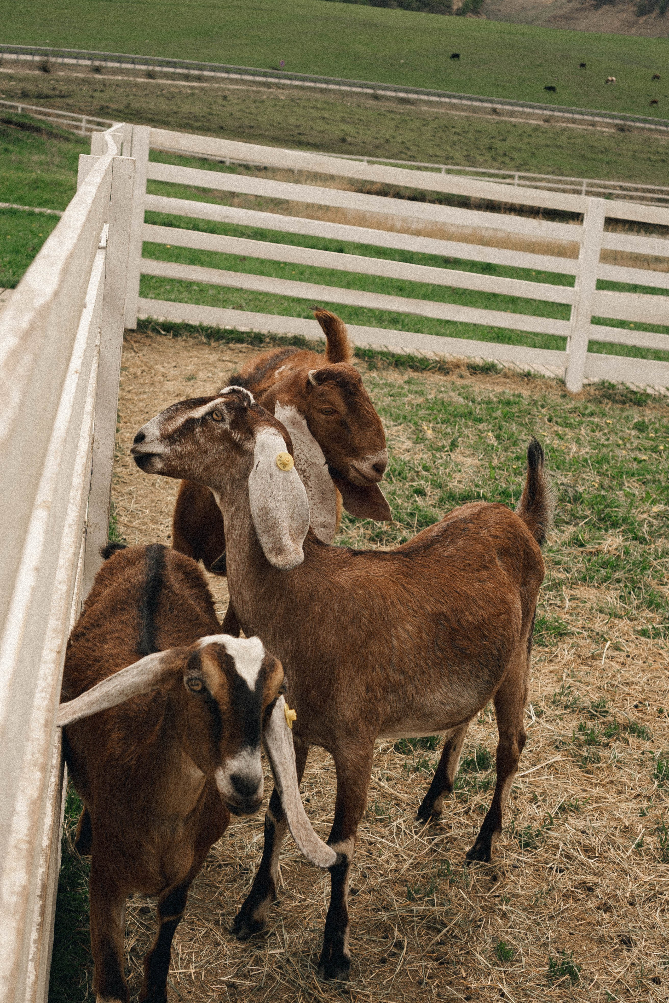 Ферма Альпак. Профессиональный фотограф, Санкт-Петербург — Виктория Богомолова