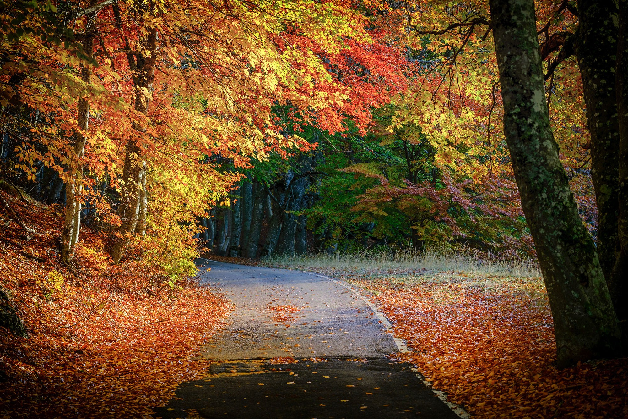 «Золотая осень в Крыму 2025»