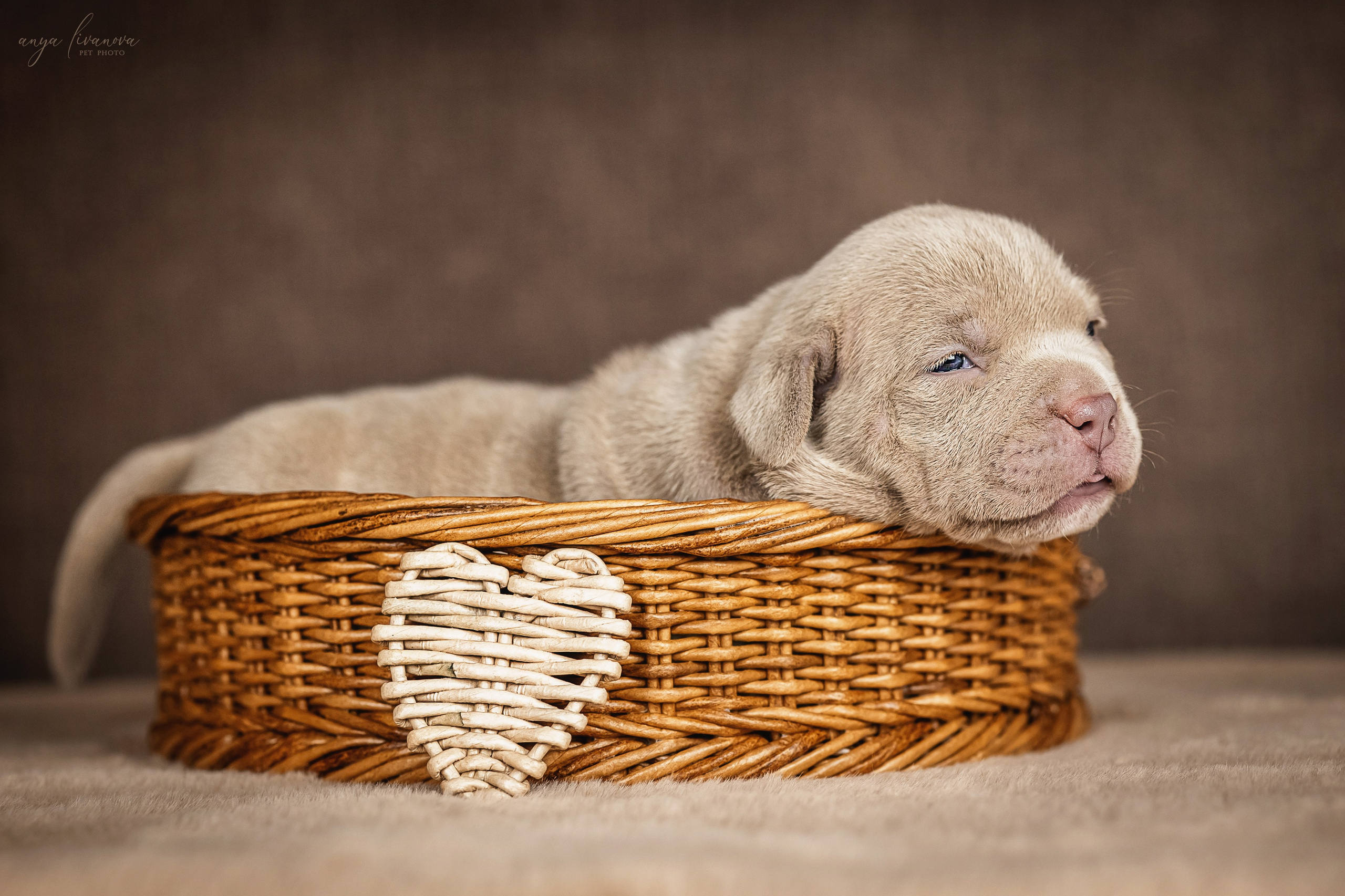 Амбулли. Фотограф анималист Аня Ливанова | Рыбинск