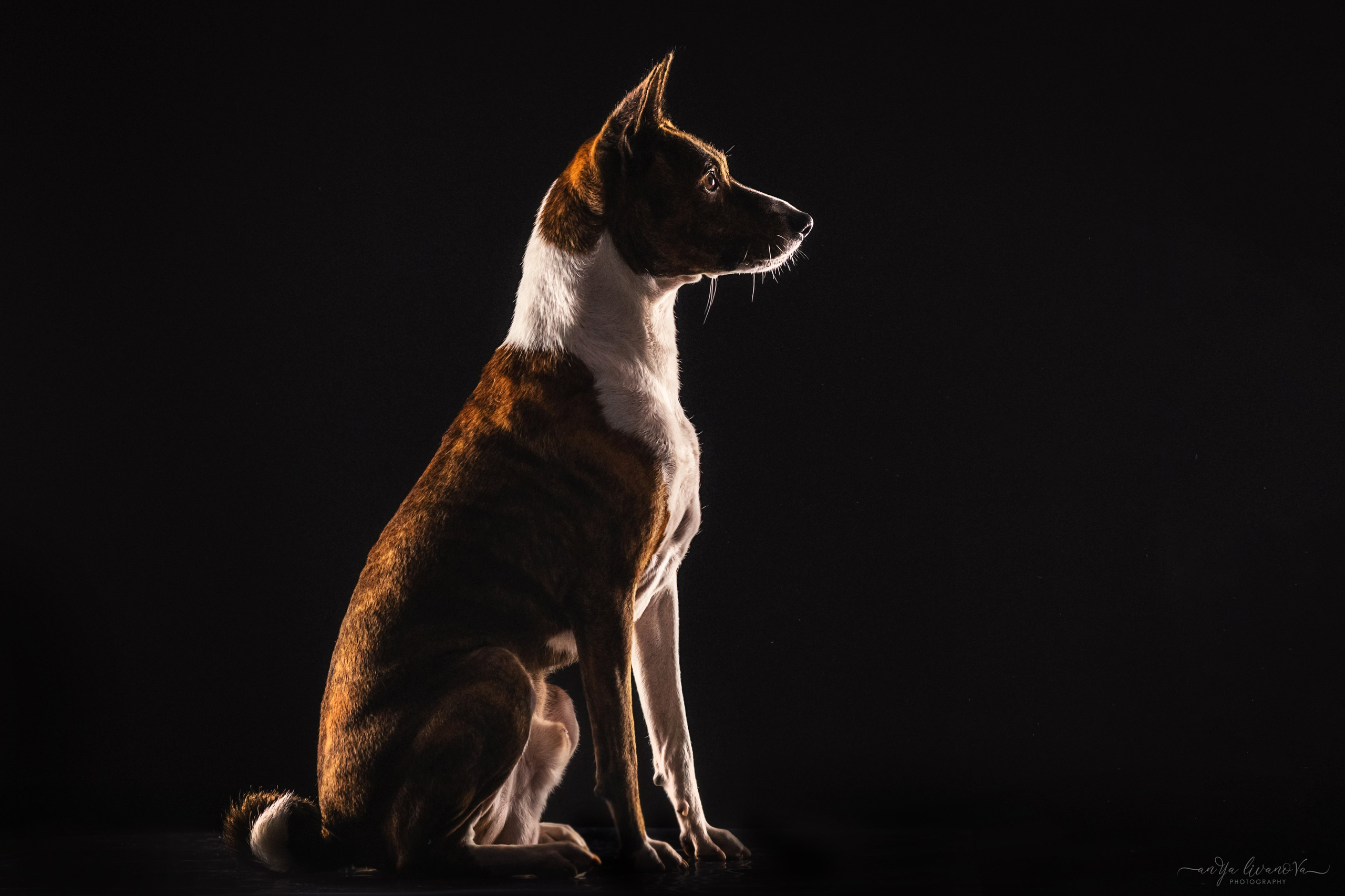 Стёпан. Фотограф анималист Аня Ливанова | Рыбинск