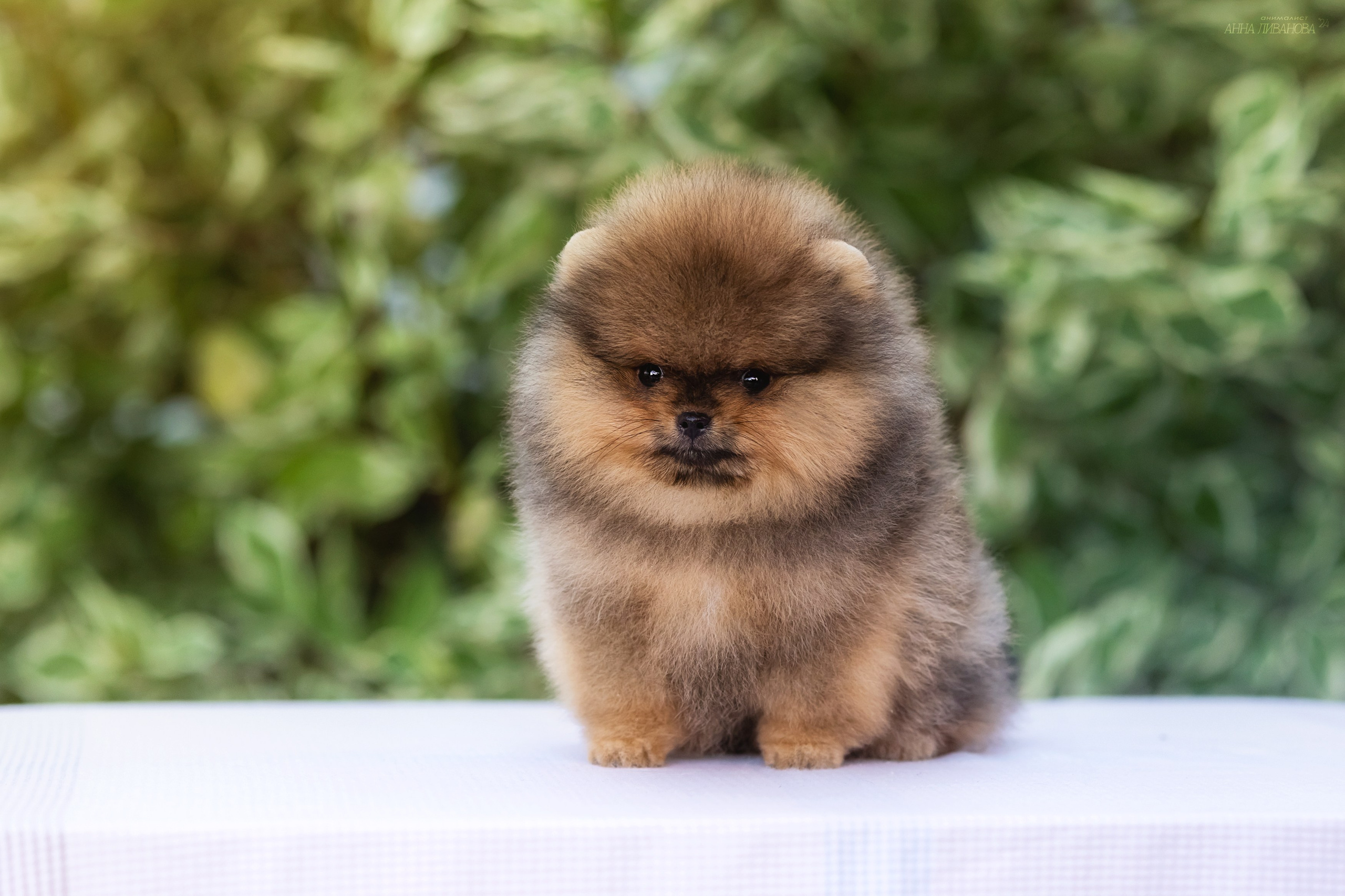 Шпицулики. Фотограф анималист Аня Ливанова | Рыбинск