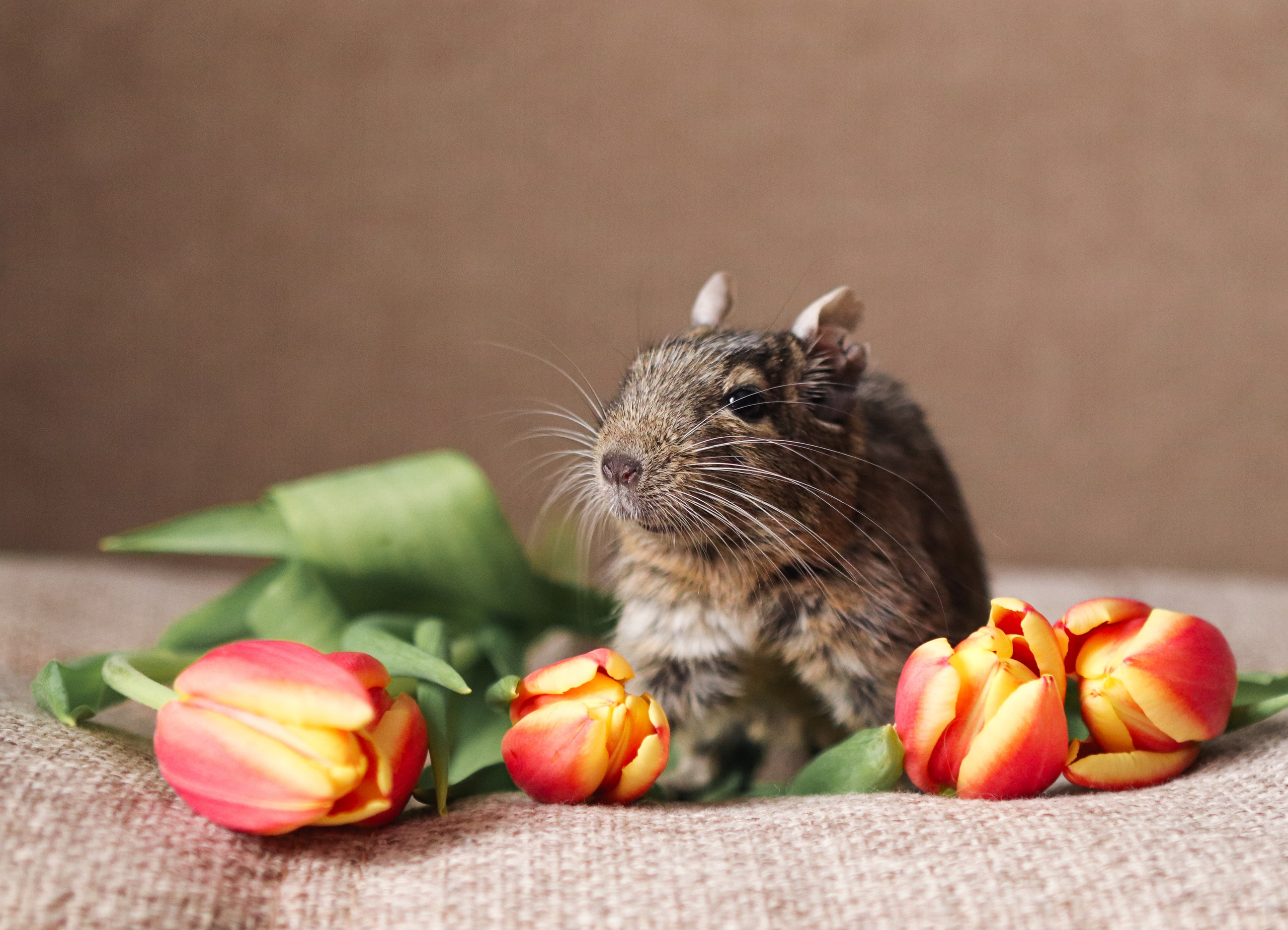 Грызуны. Фотограф-анималист Полина Колкова | Москва
