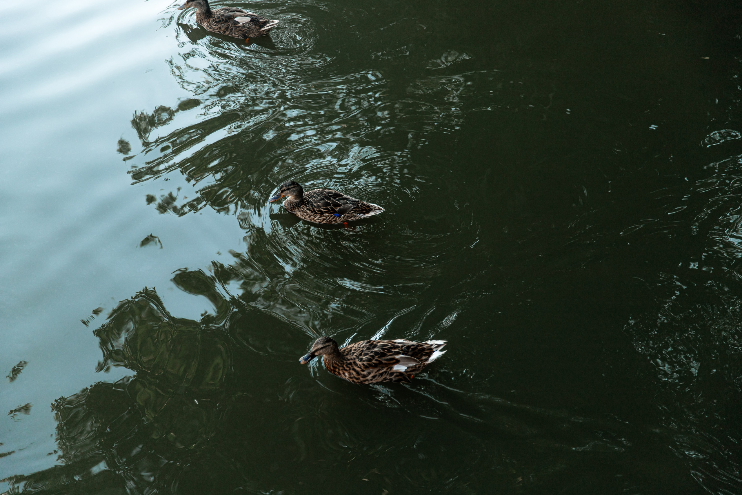 Свадебный фотограф краснодар. Свадебный фотограф Кропоткин Краснодар