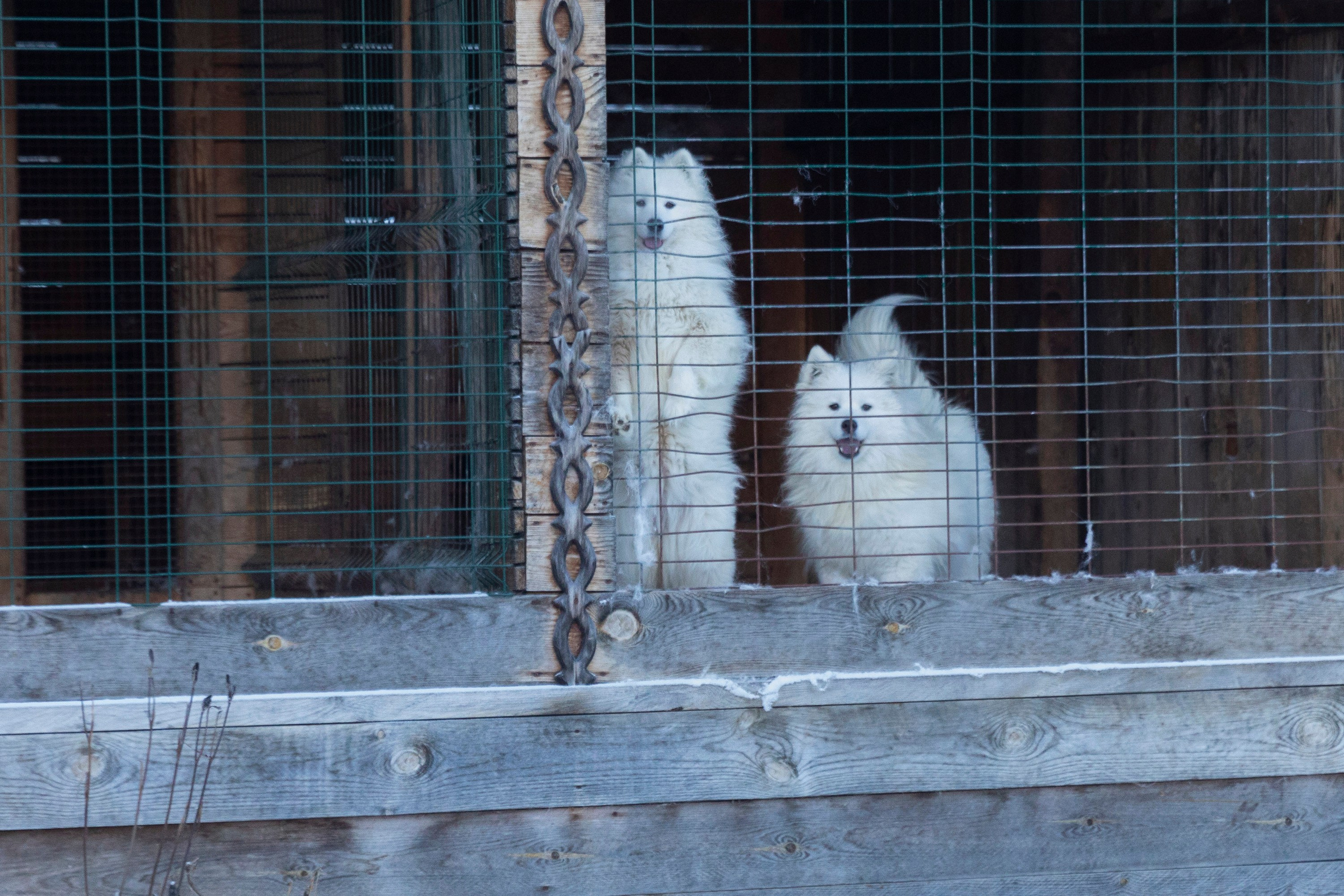 Алтай в декабре. Марина Захарова — Фотограф. Москва / Marina Zakharova — Photographer