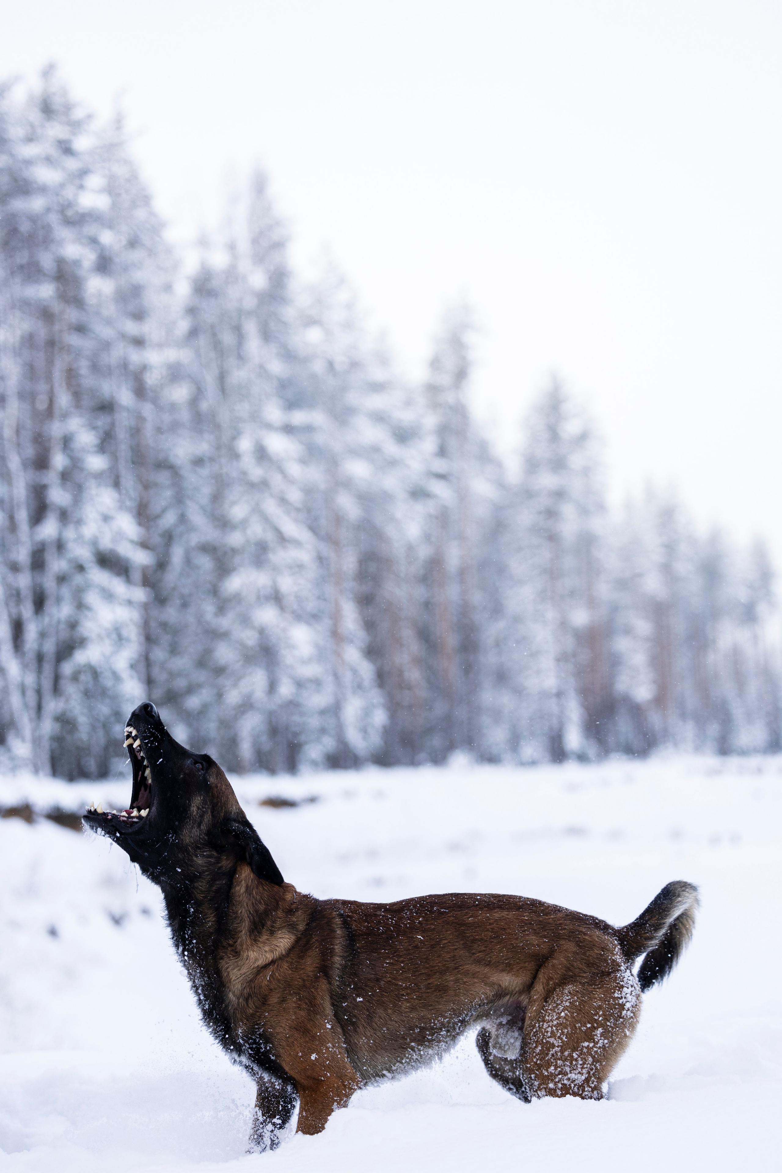 Раш. Фотограф-анималист Анна Маринич